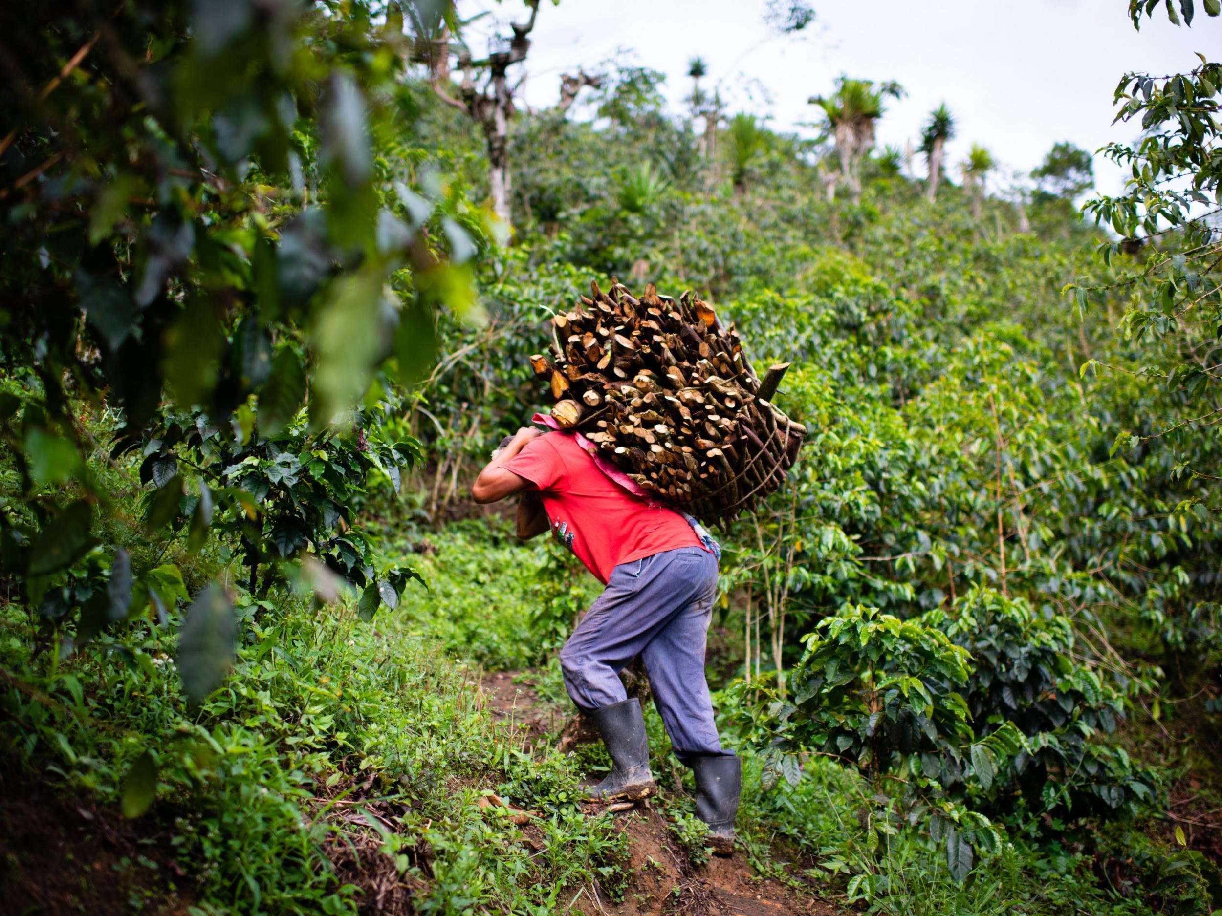 Rejino Villatoro Vasquez, 38, carries a load of wood trimmed from coffee plants up a mountainside path (Sarah L Voisin/Washington Post)