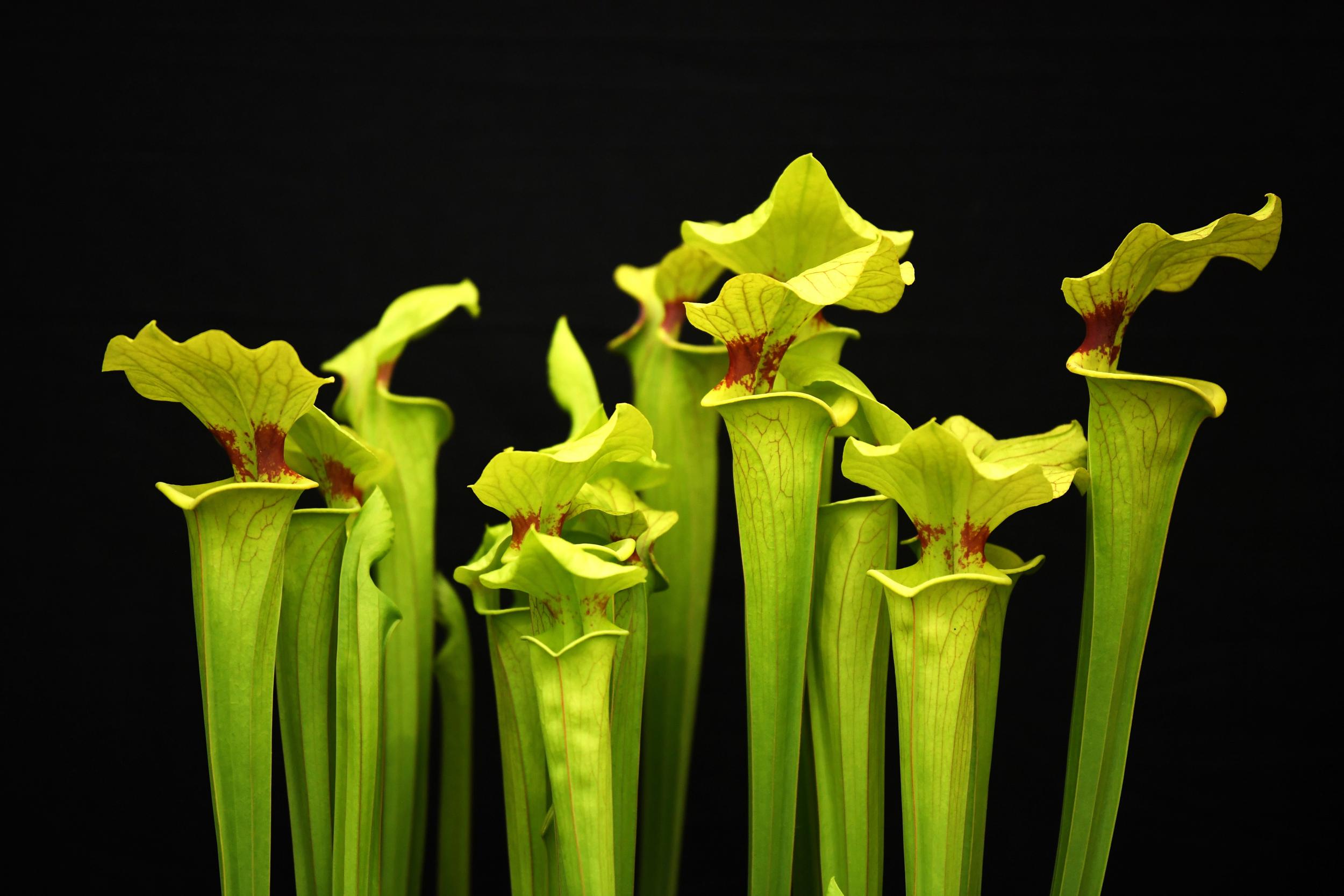 Meat-eating pitcher plants have been known about since the eighteenth century (stock image)