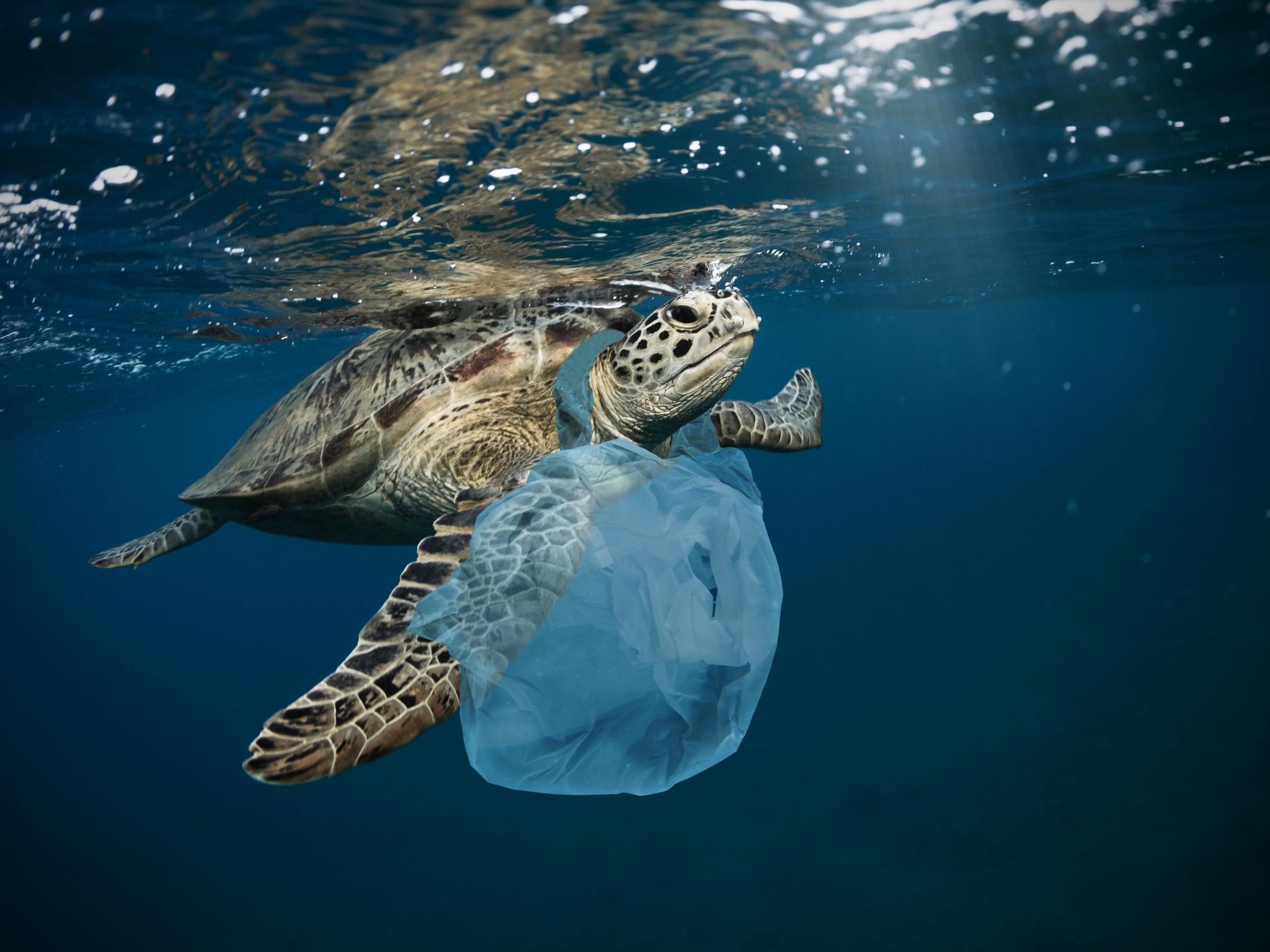 Hundreds of thousands of animals die every year from eating and getting tangled in plastic waste