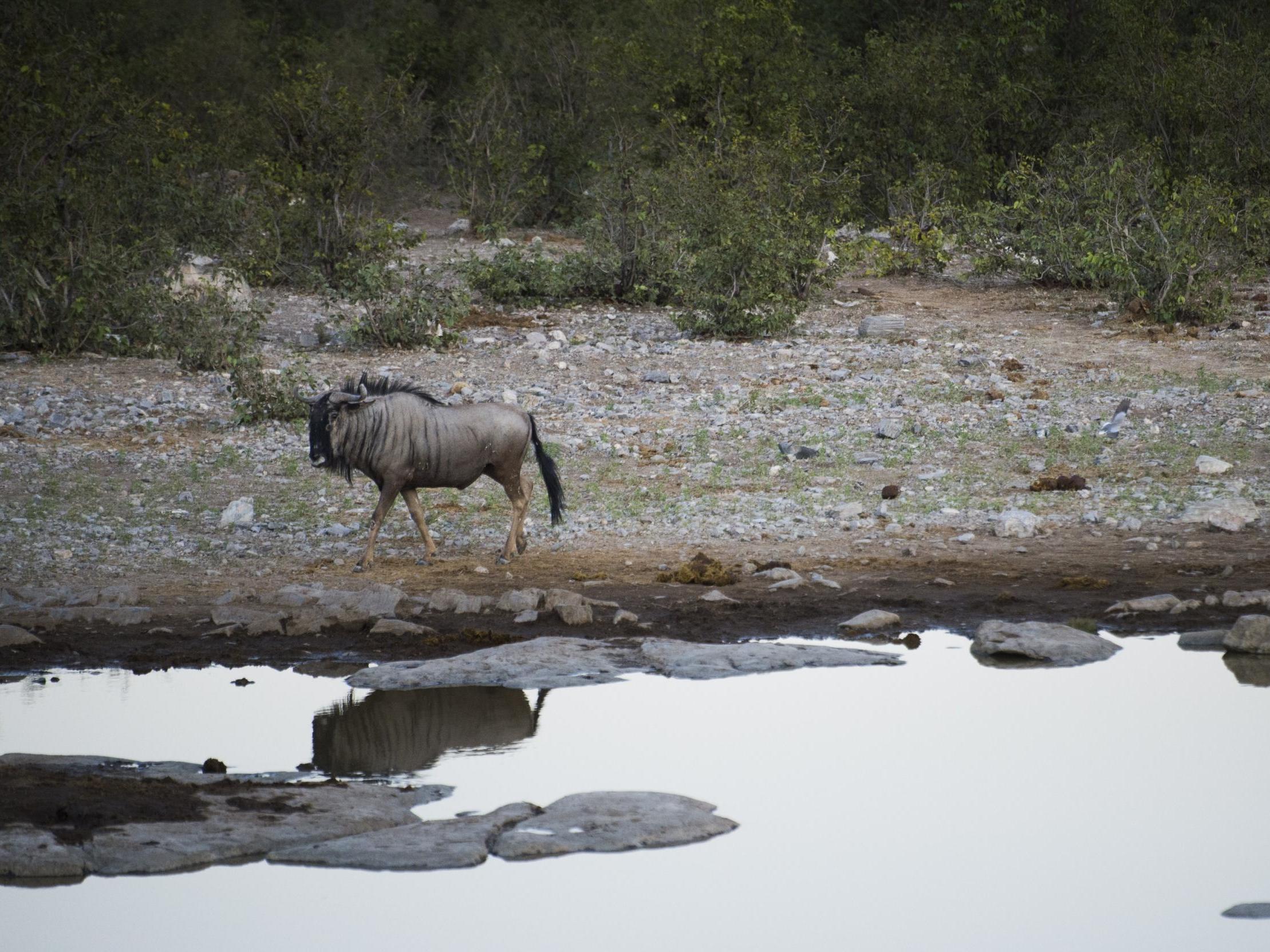 A wildebeest photographed in Namibia near a waterhole