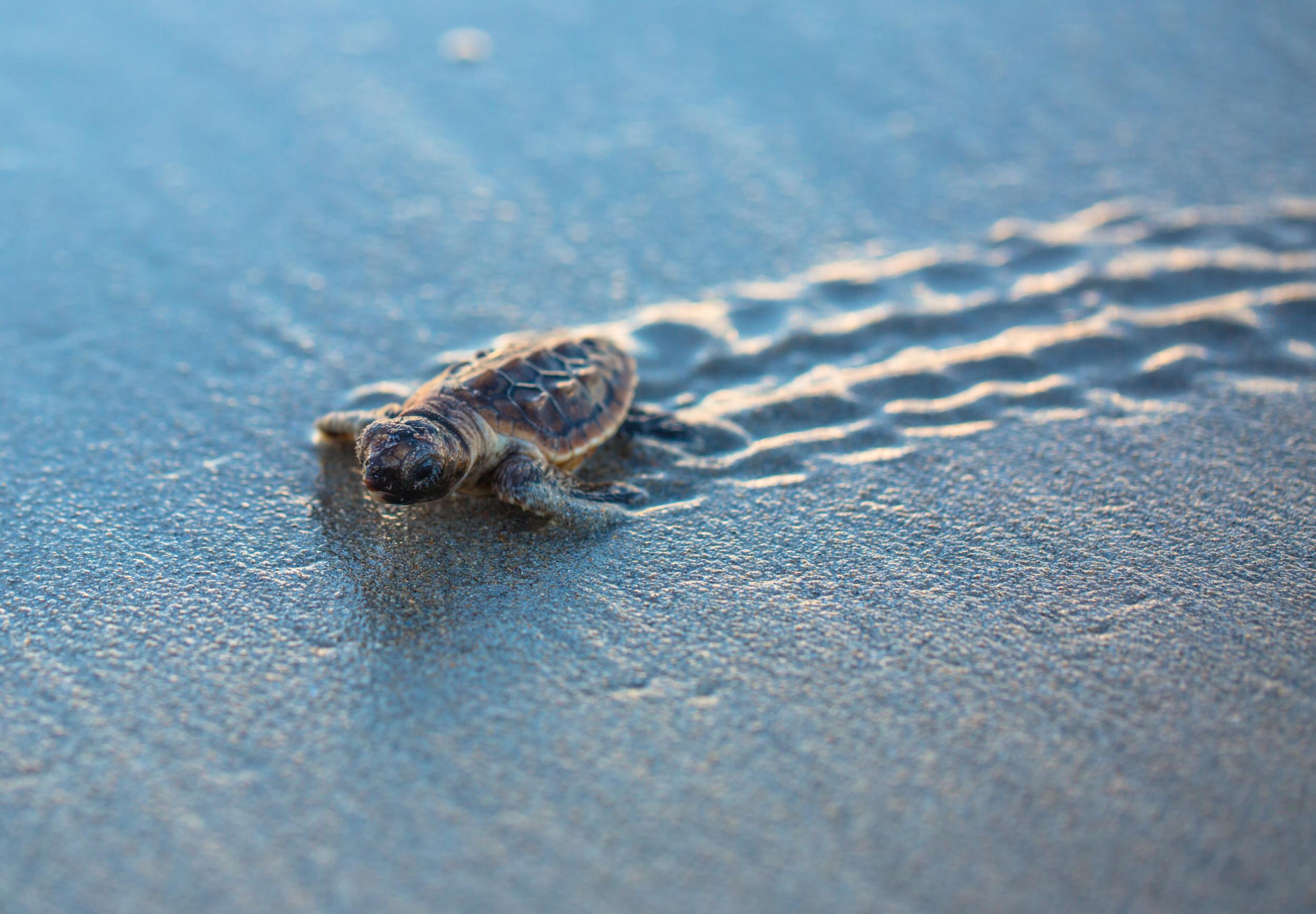 Around 70 per cent of turtle nesting in the US takes place in Florida where the nest was attacked