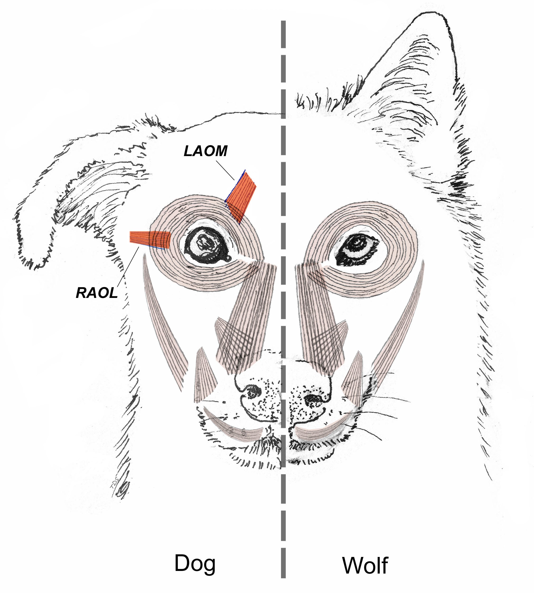 Dogs vs wolves: anatomical differences highlighted in red (Tim Smith, artist)