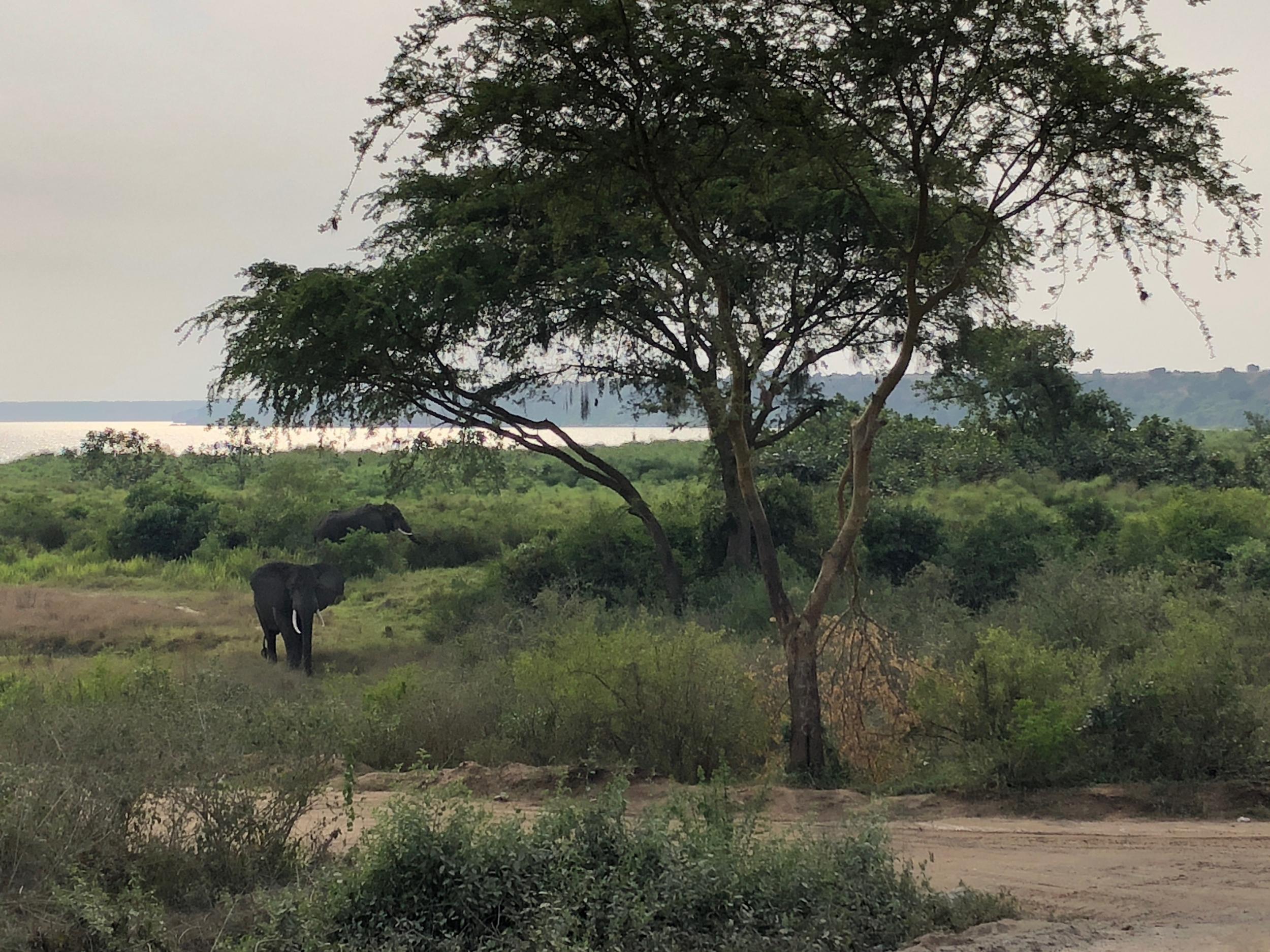 Elephants by the roadside in Queen Elizabeth National Park