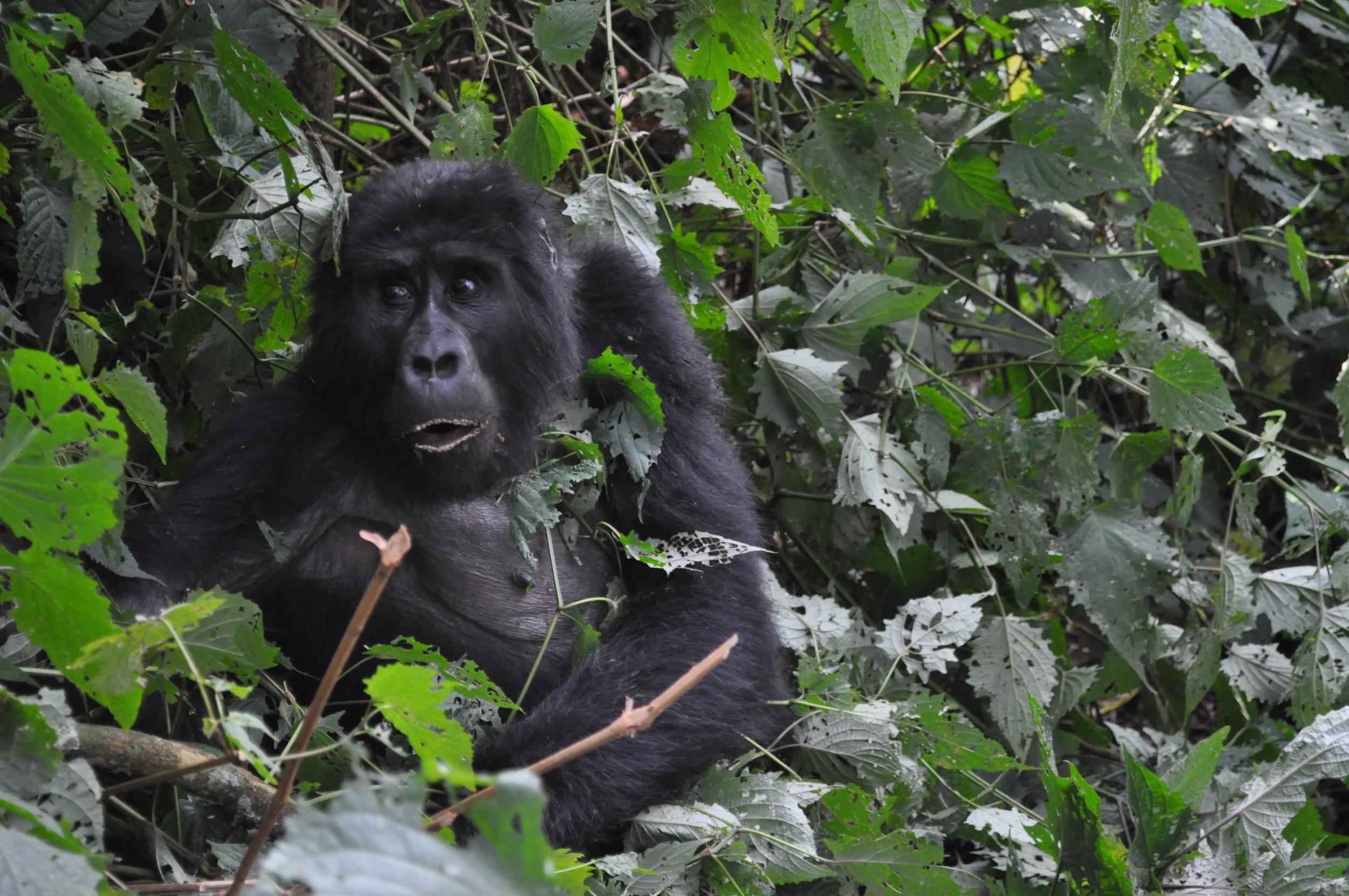 Spend an hour with gorillas after a trek through thick rainforest