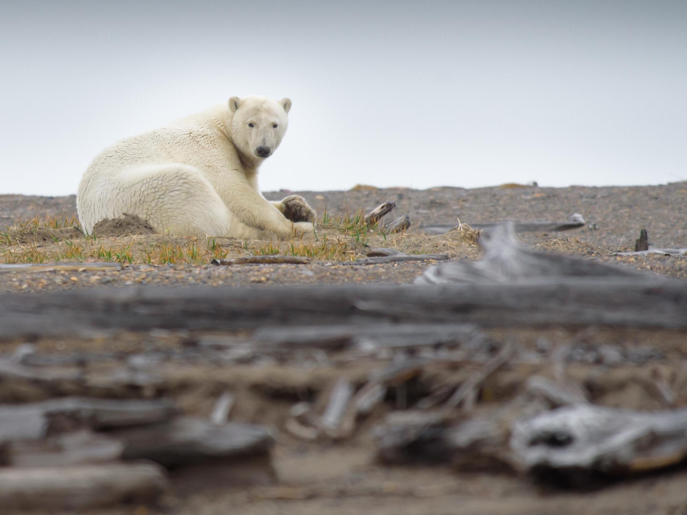 File photo. Polar bears depend on Arctic sea ice to hunt. Record temperatures in recent years have seen falling levels of ice cover