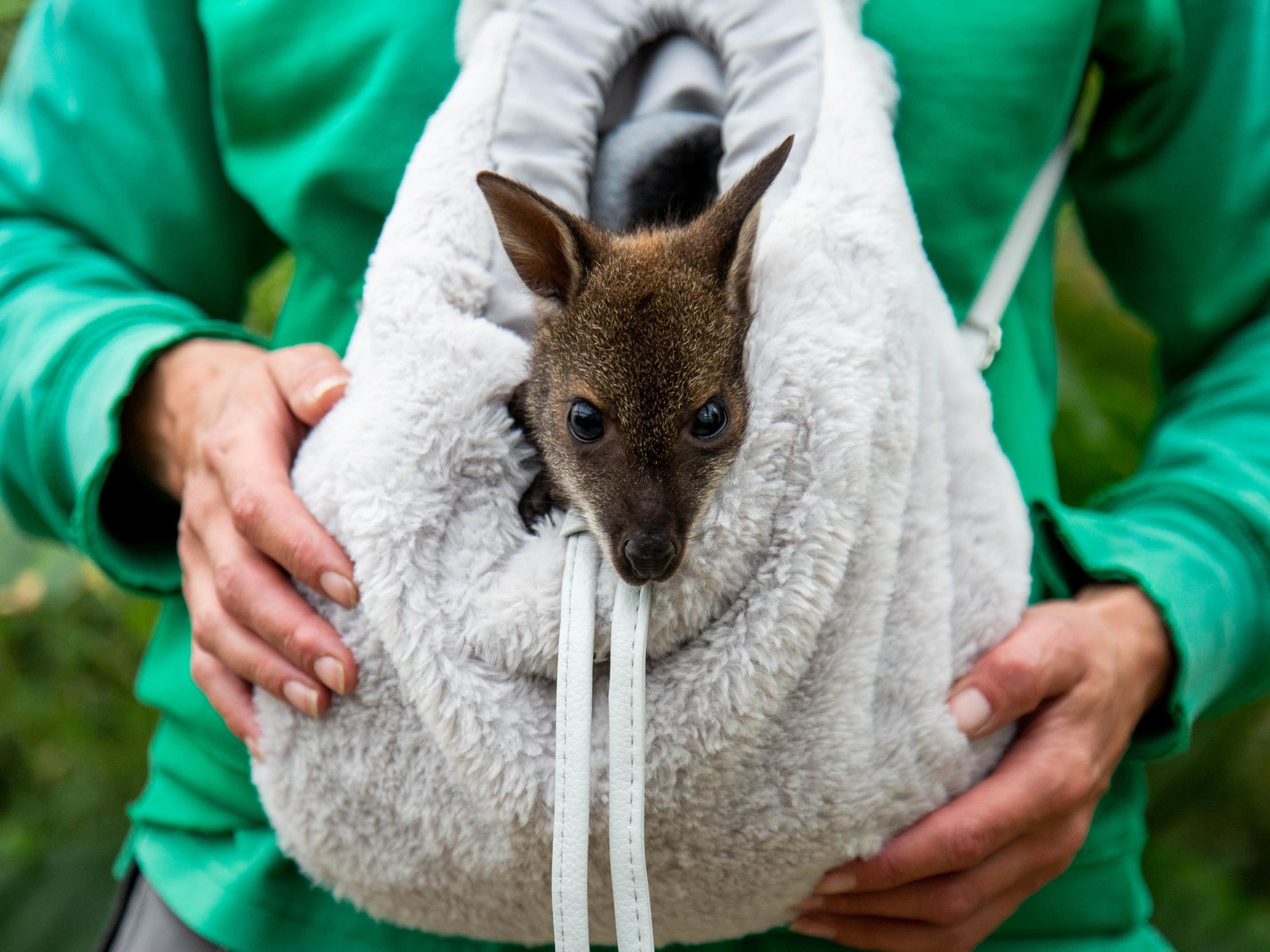 An orphaned Wallaby named Riley is being hand-reared in a rucksack by wildlife carer Julia Stewart at Studley Grange Butterfly World and Farm Park near Swindon, Wiltshire, after his mother died of pneumonia.