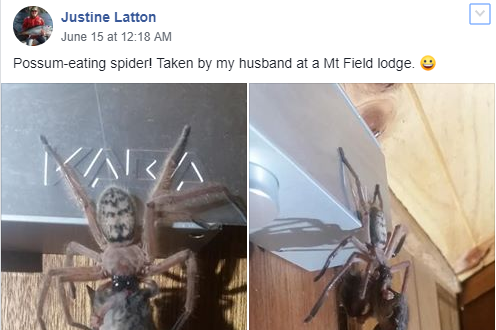 Justine Latton shared the image her husband had taken on a Facebook group about spiders