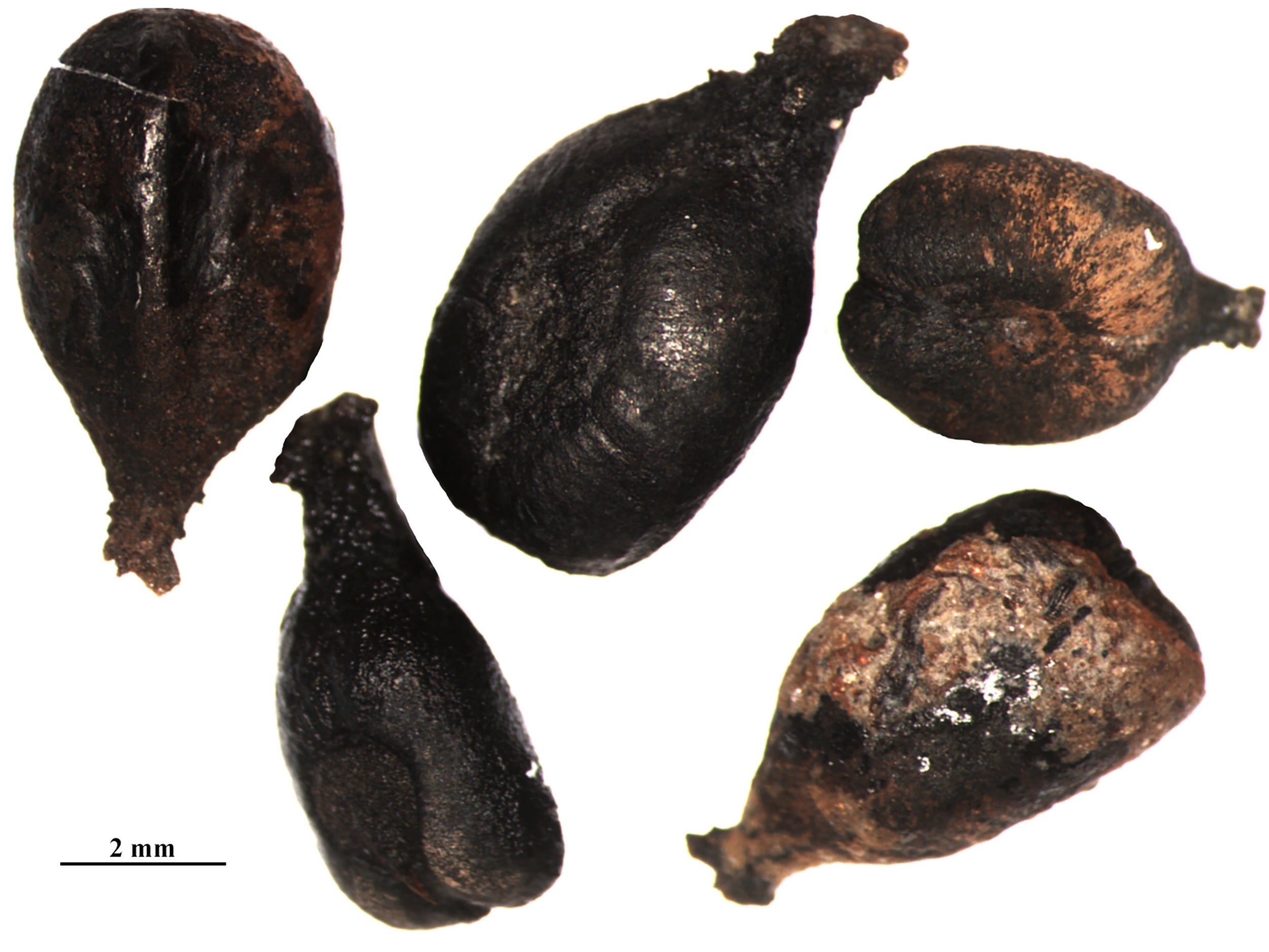 
Grape seeds found by archaeologists in France 