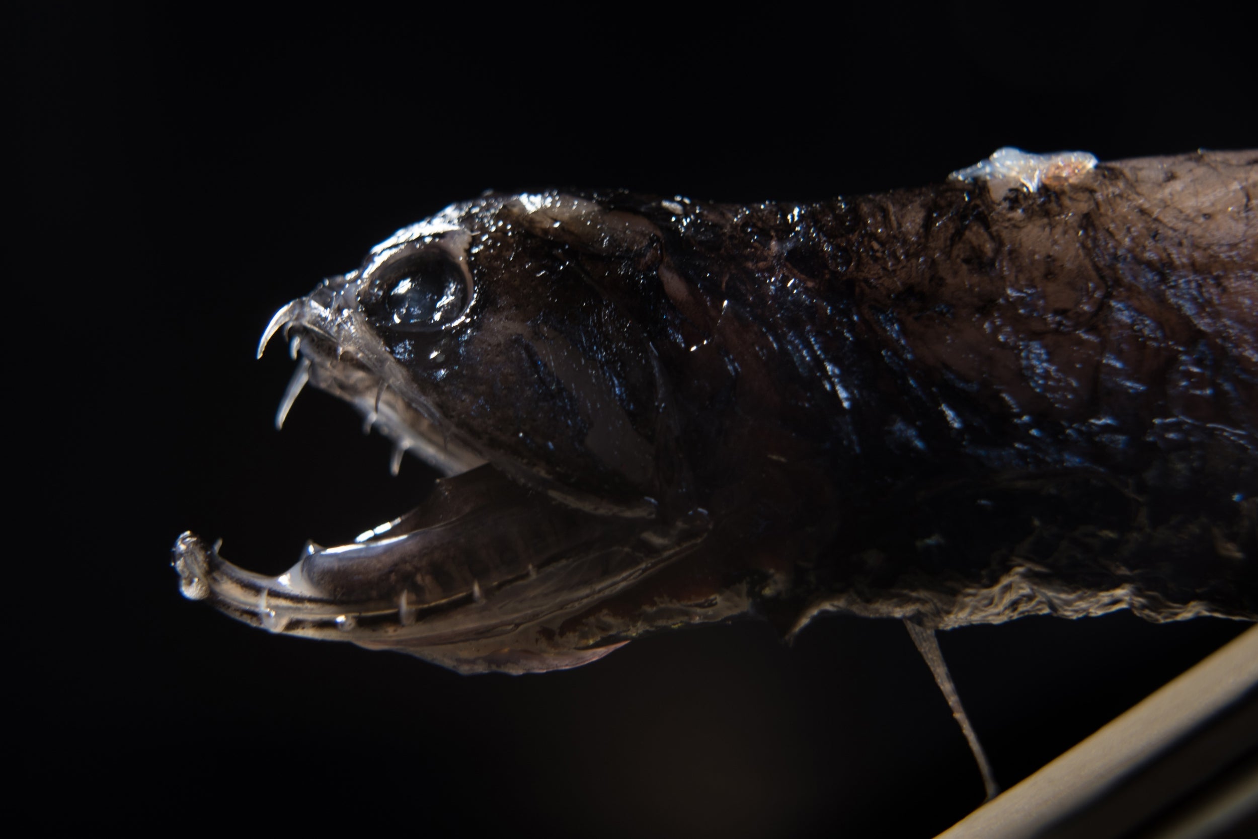 
A dragonfish with its transparent teeth 