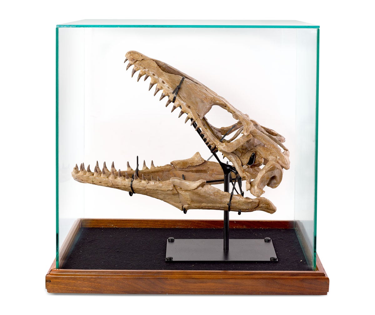 The skull was sold in an auction for $65,000.