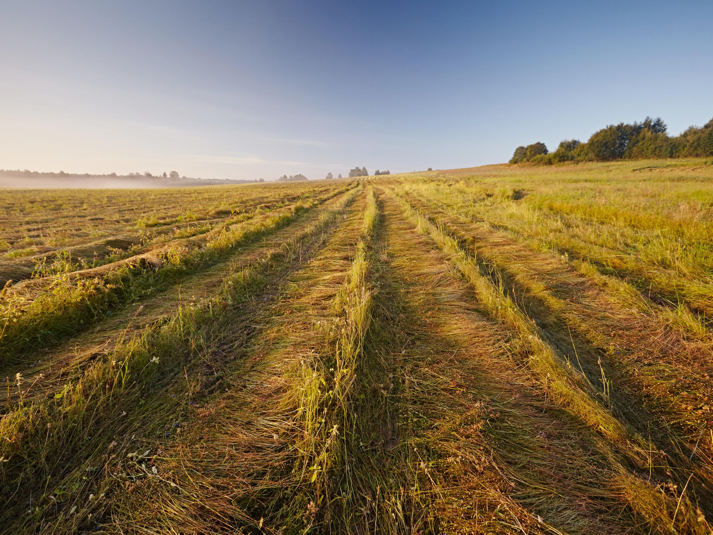 Golden flax: these types of crops are becoming rarer in England