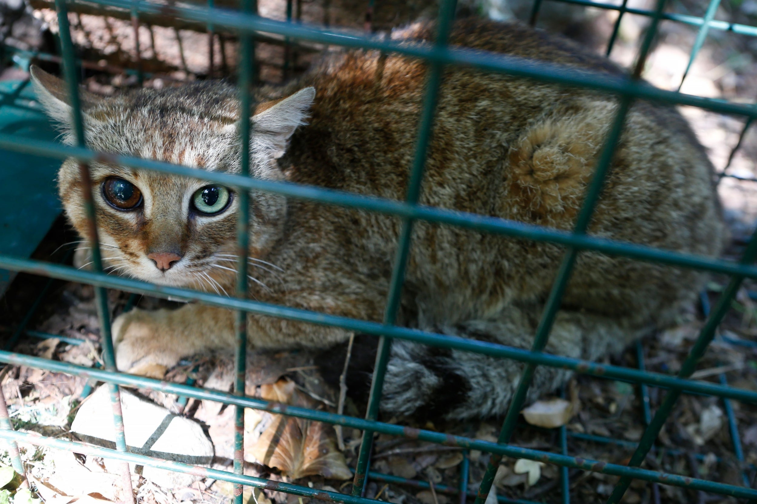 Twelve of 16 known individuals have now been caught and released by researchers on Corsica