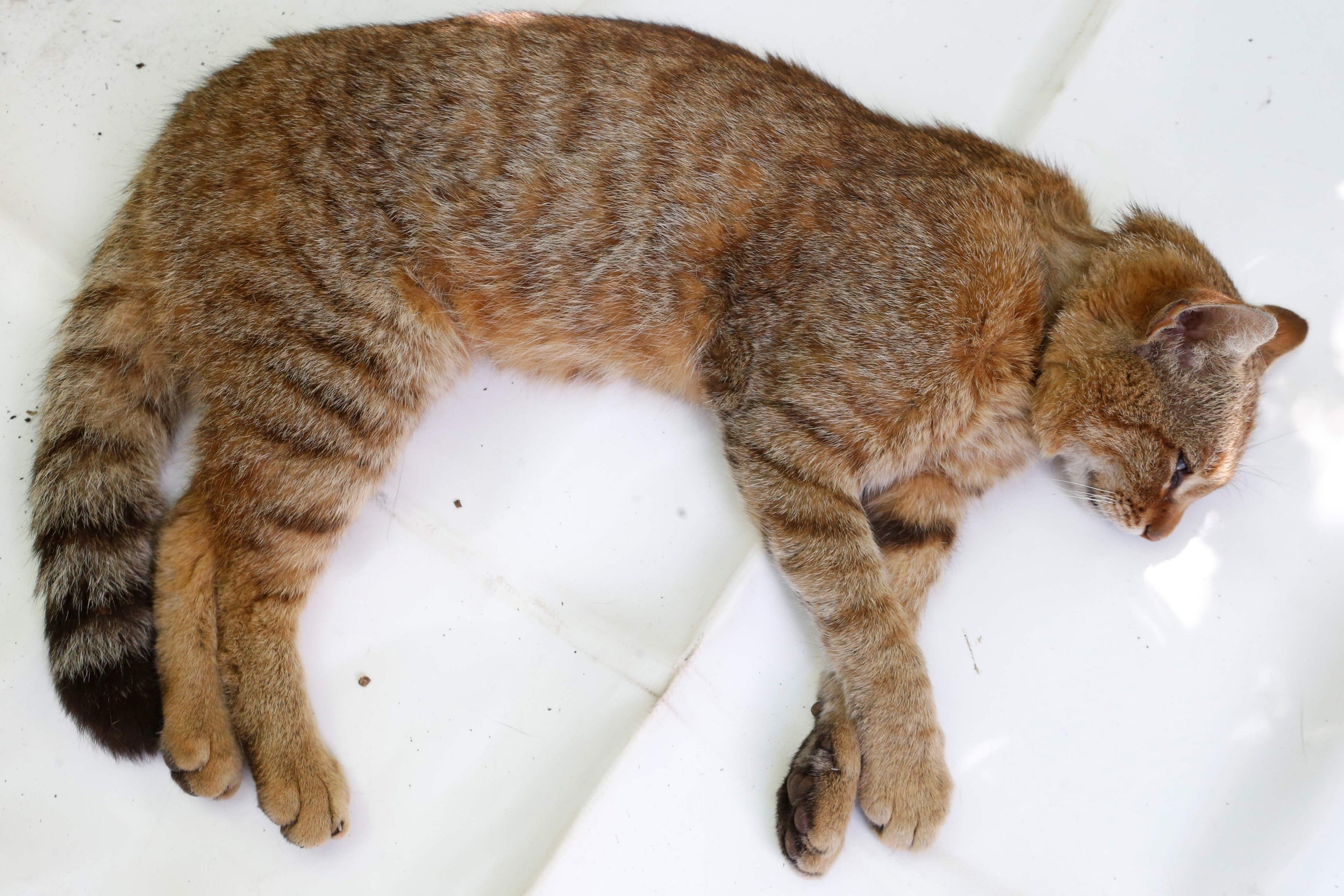 A sedated cat-fox. In this picture the dark rings on its tail and thick fur with striped legs are all clearly visible