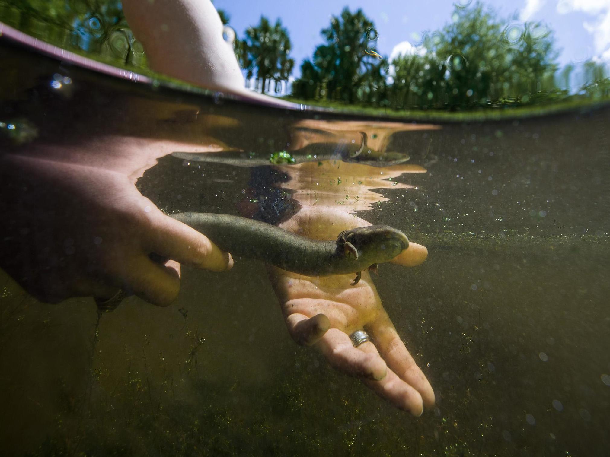 A Rio Grande siren in a pond in the Sabal Palm Sanctuary, near a line of border fencing in Texas