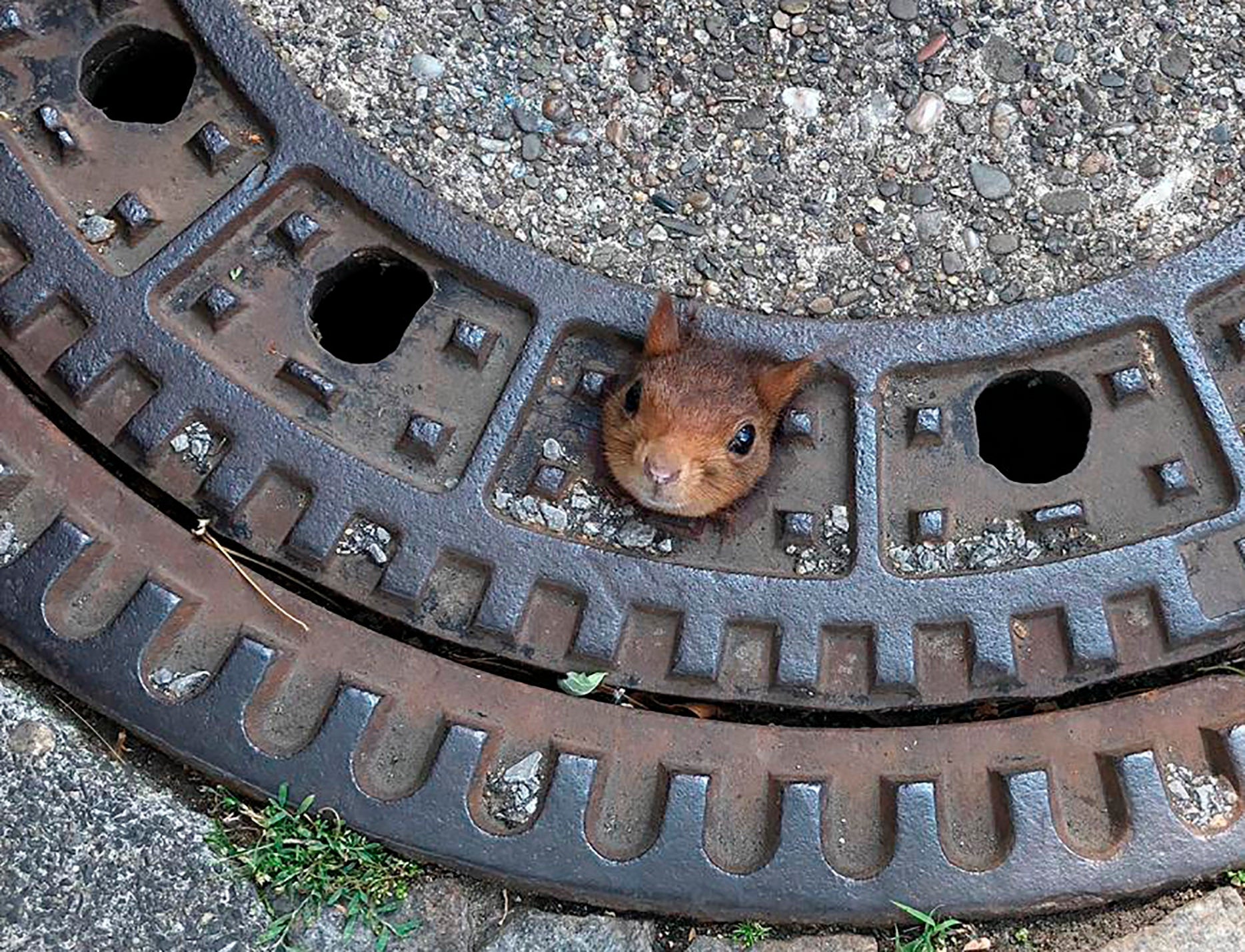 A squirrel is caught in a manhole cover in Dortmund, Germany