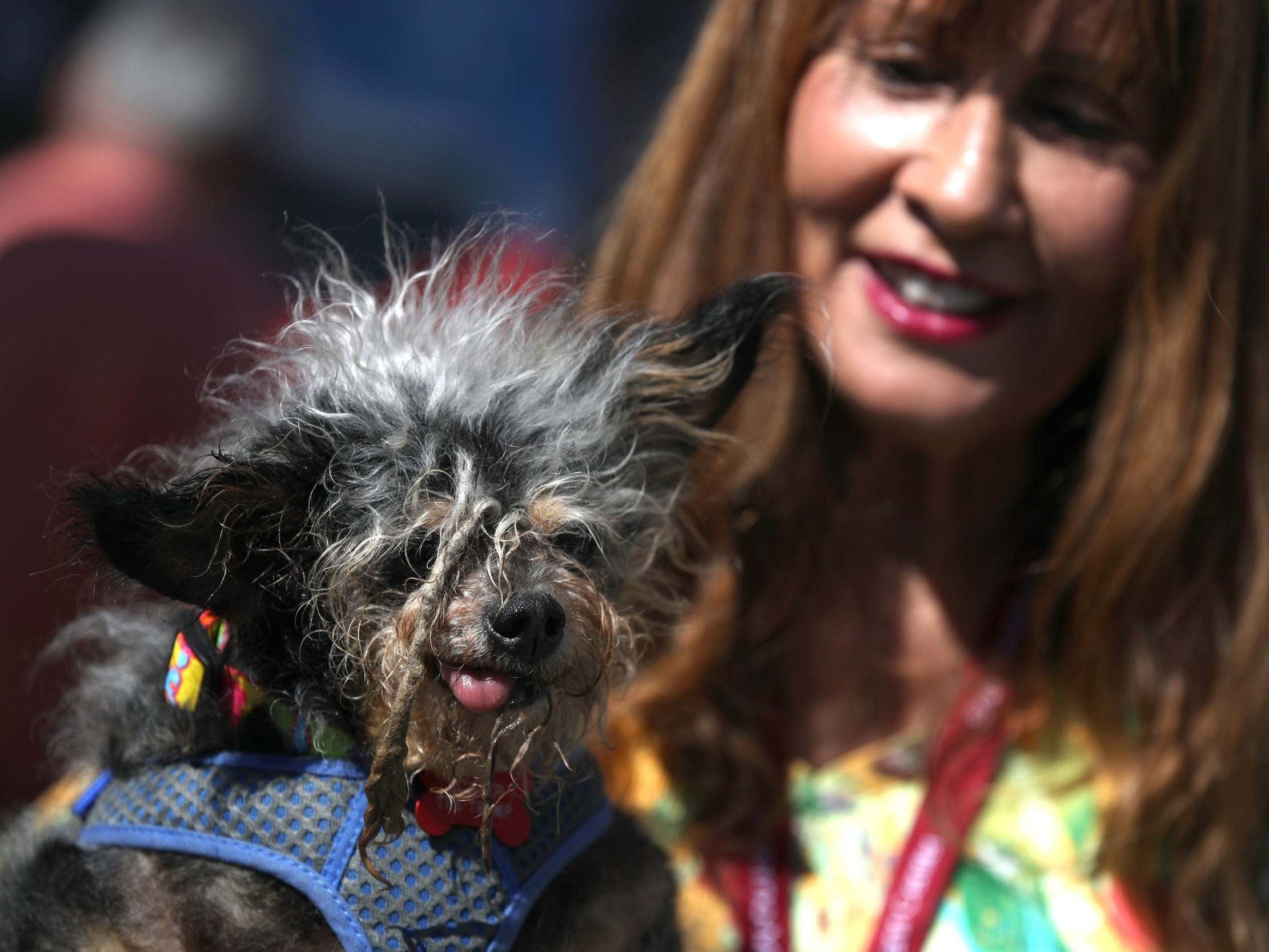 Yvonne Morones holds her dog Scamp the Tramp before the start of the World’s Ugliest Dog contest on 21 June 2019