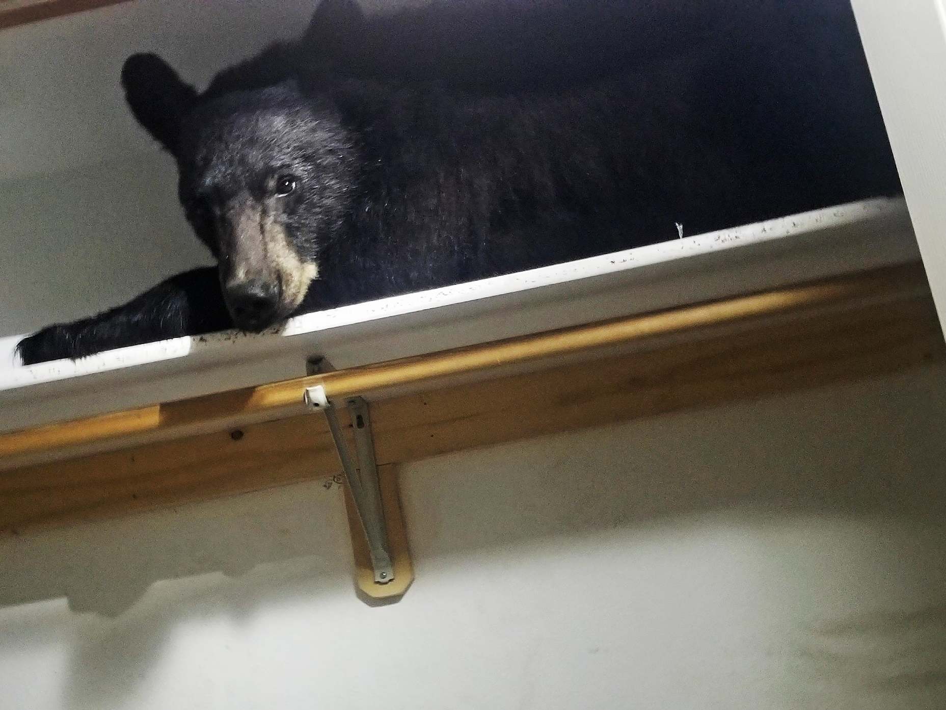 The bear was found on a cupboard shelf after locking the room door and shredding possessions