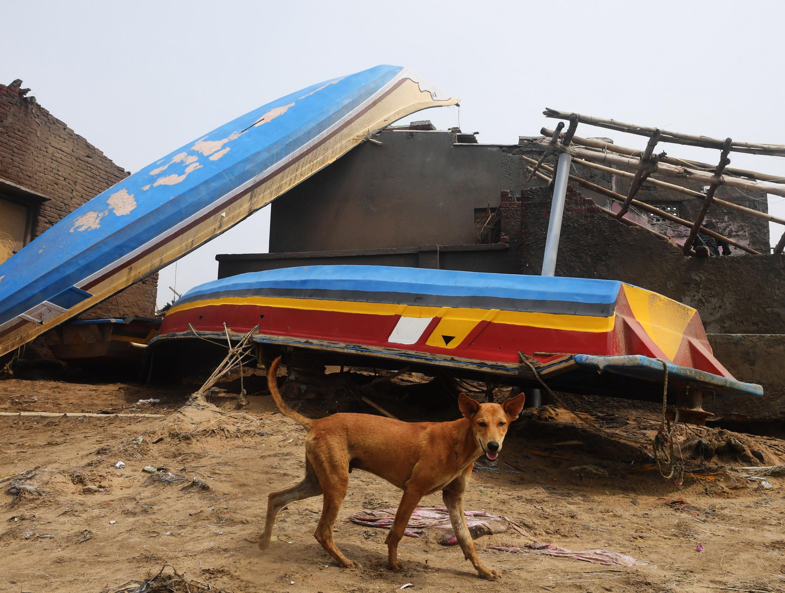 A dog walks past damaged fishing boats along the seafront in Puri in the eastern Indian state of Odisha