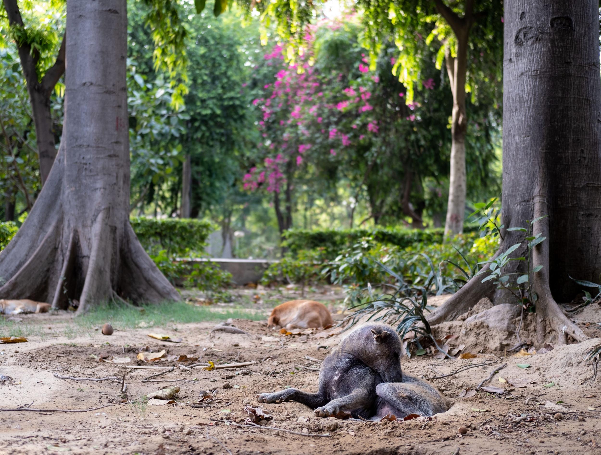 An estimated 35 million stray dogs live across India