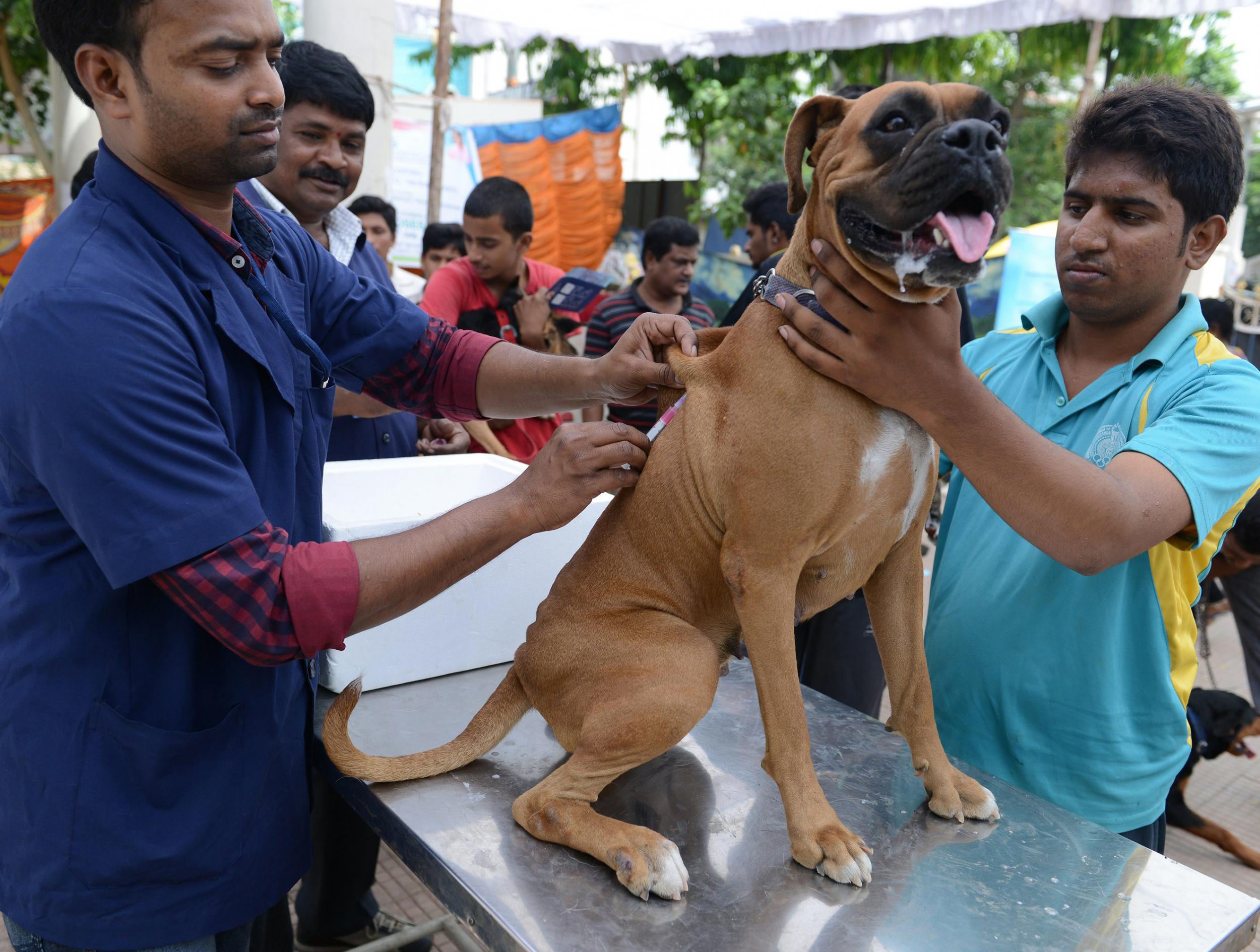 An Indian veterinary clinic employee gives a rabies vaccination to a pet dog at a free vaccination camp at the Government Super Speciality Veterinary Hospital