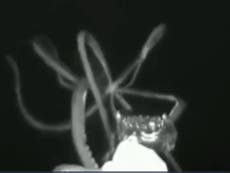 Giant squid captured on video for first time in US waters