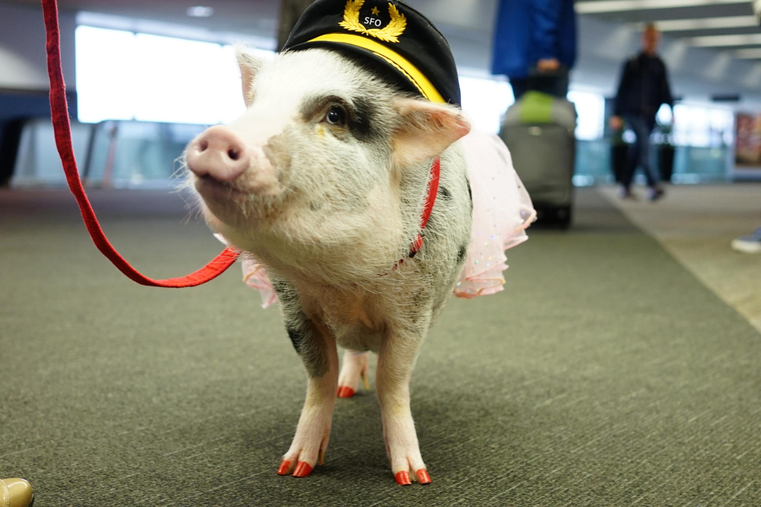 Animal magic: Lilou helps calm anxious passengers (San Francisco International airport)