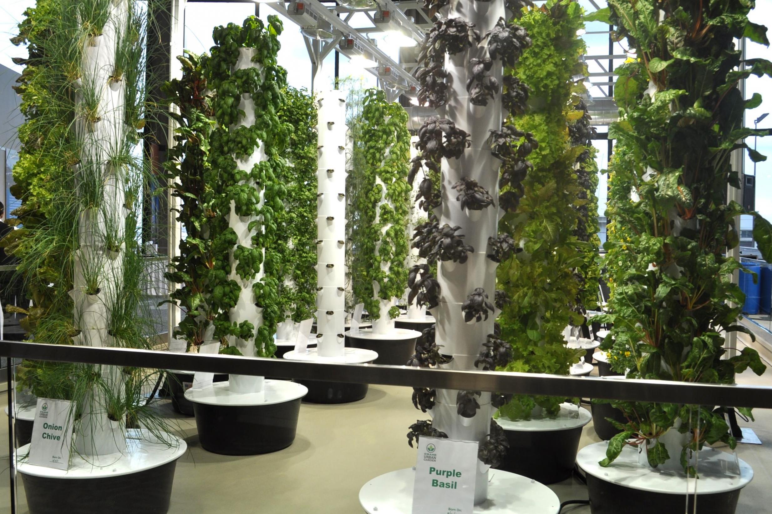 Indoor garden: produce is used by the airport’s restaurants (Chicago O’Hare International airport)