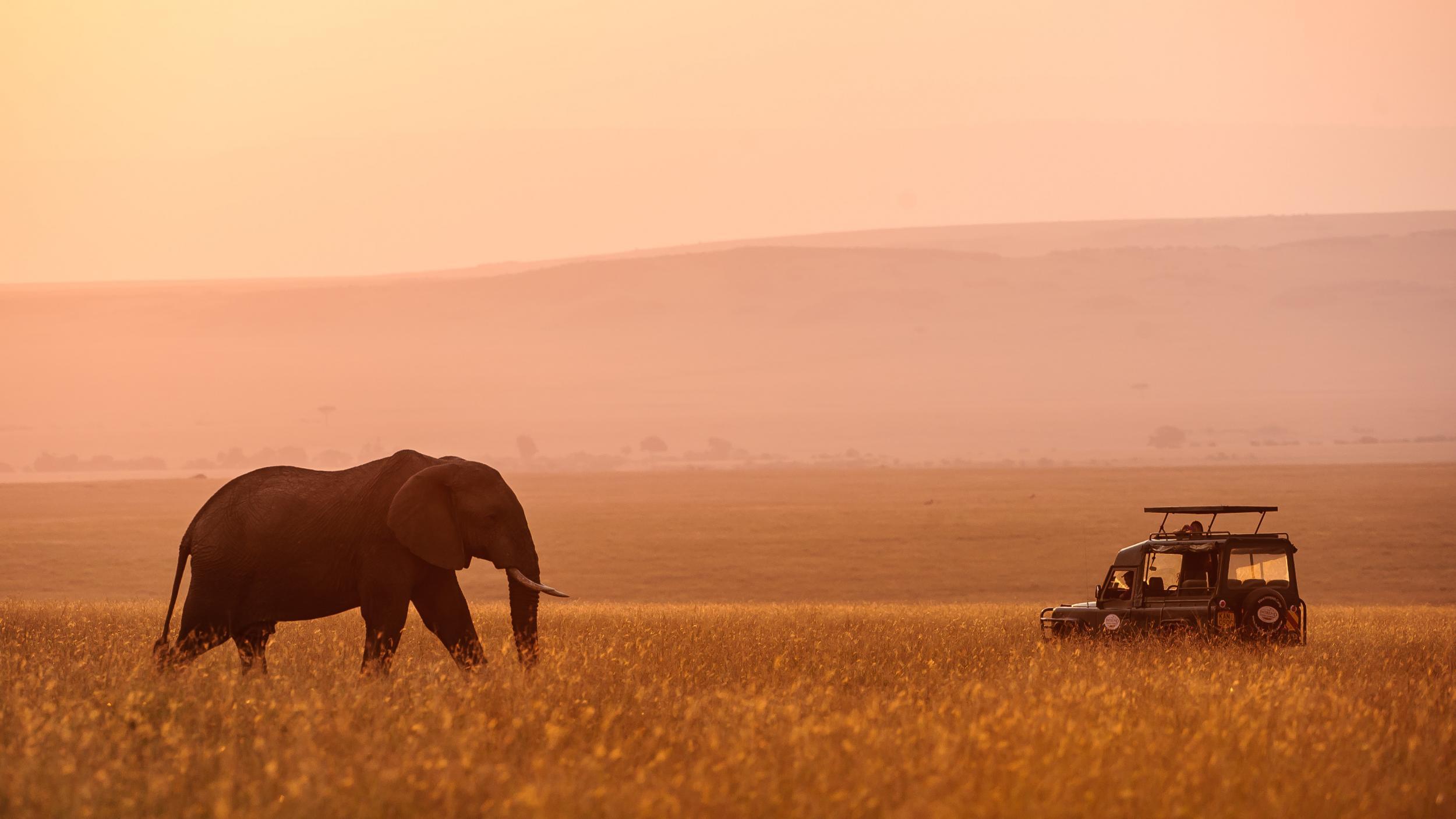 Expect to see magnificent creatures such as the African elephant on your travels (©davidlloyd.net)