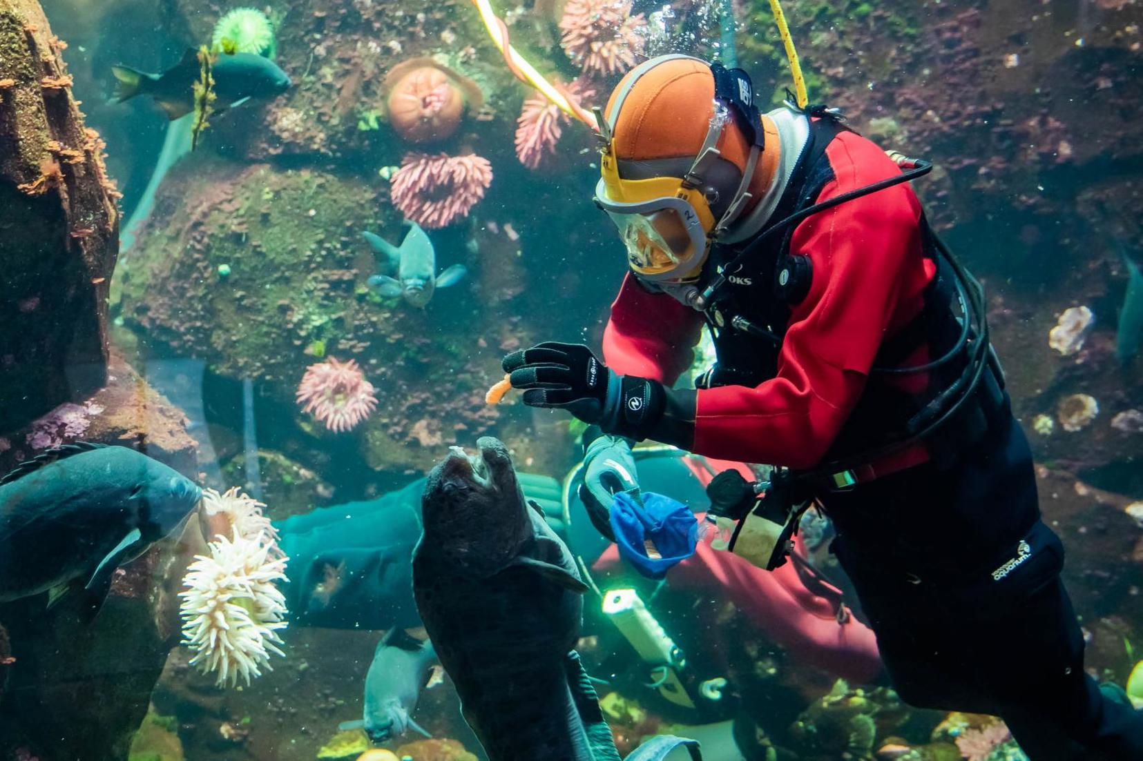 The tank is home to wolf eels, China rockfish and more (Vancouver International airport)