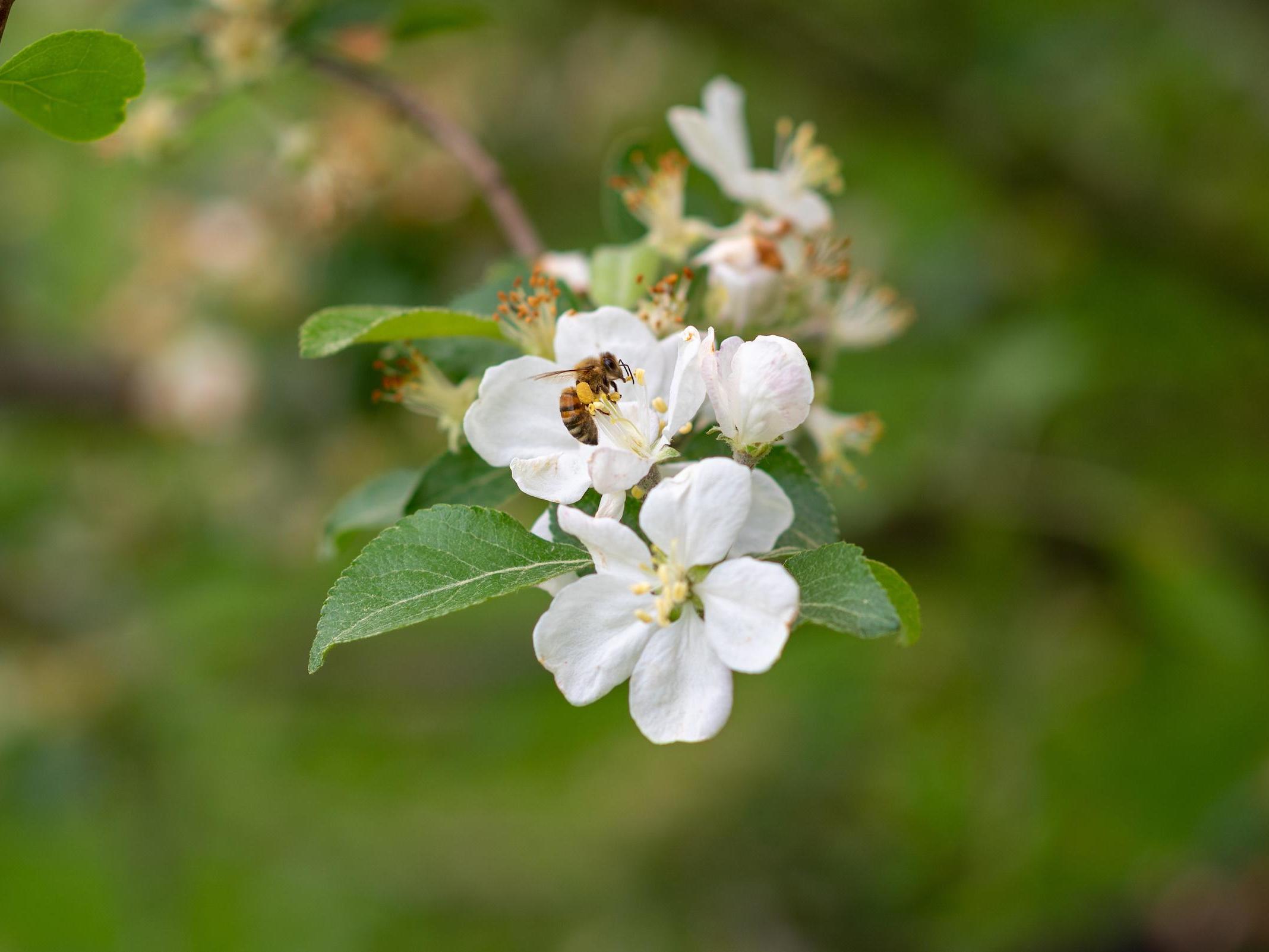 No bee viruses were found on flowers more than one kilometre from commercial sites, according to the study