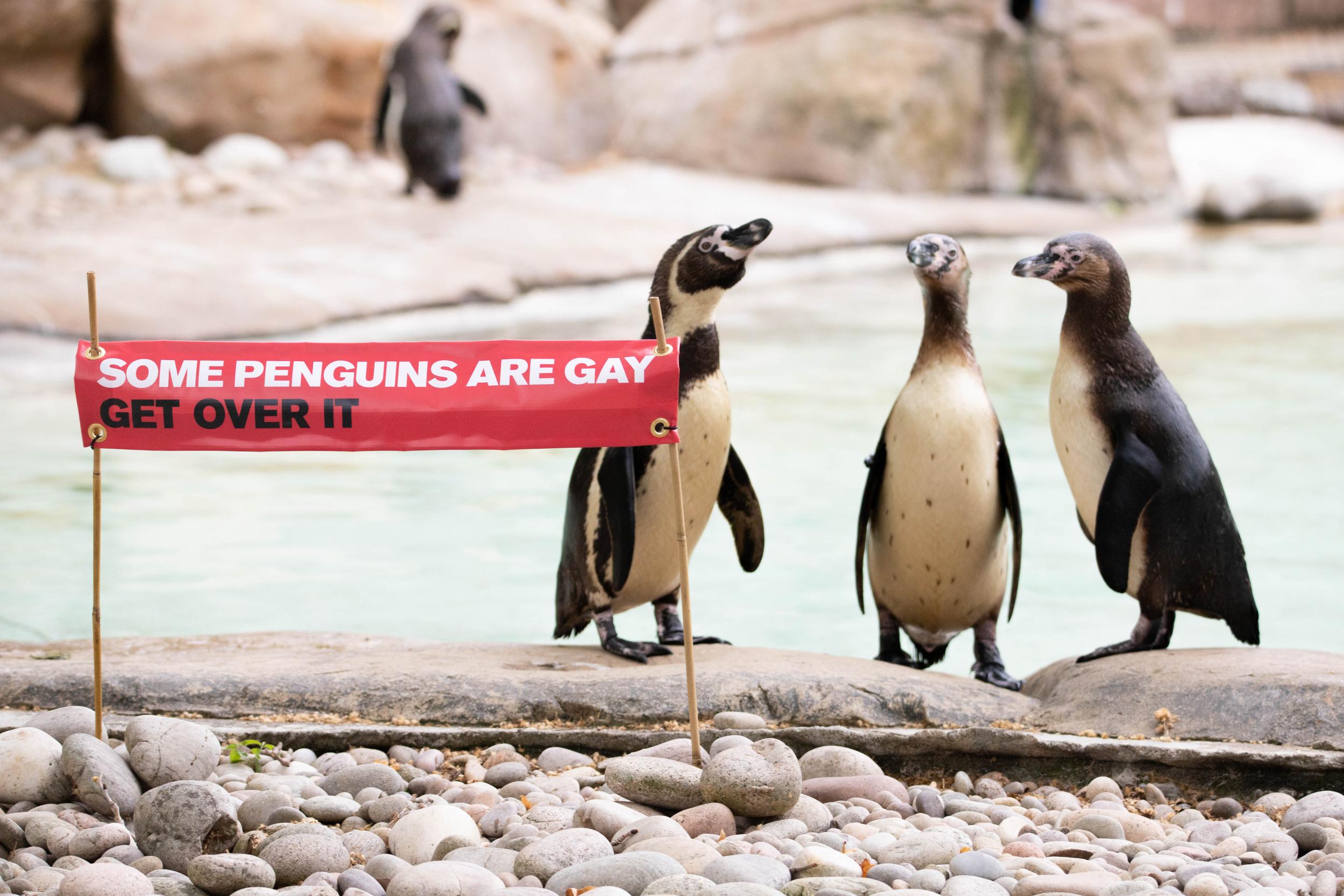 London Zoo celebrated its same-sex penguin couples during Pride