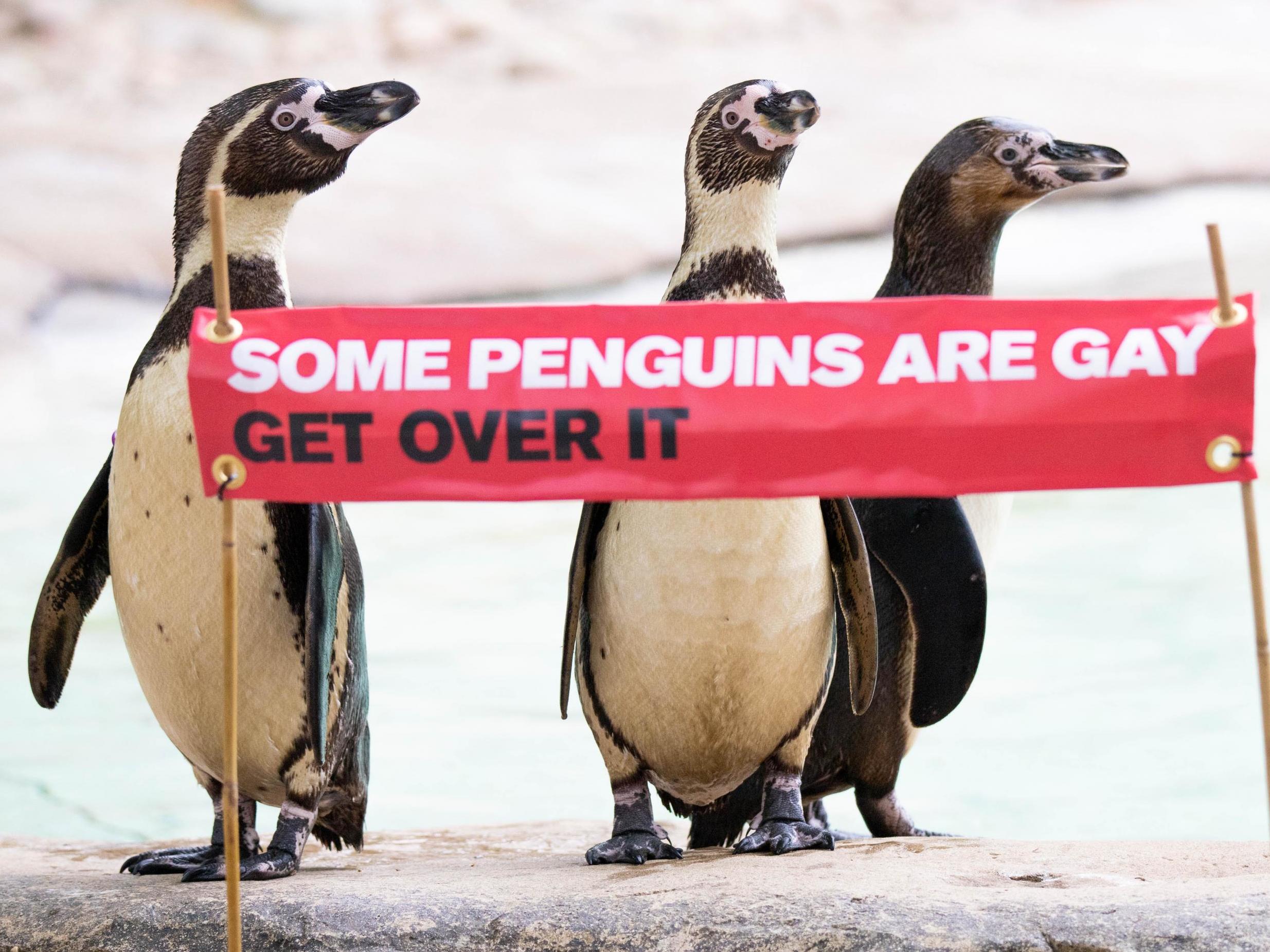 London Zoo celebrates same-sex penguin couples for Pride weekend