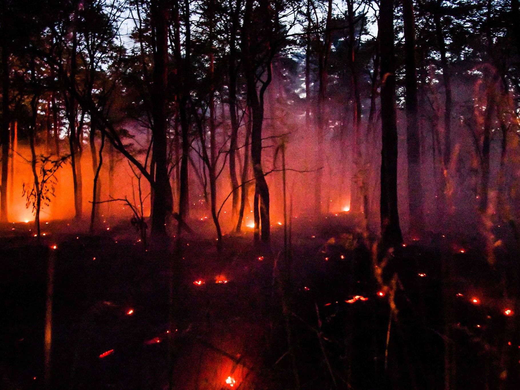A forest fire broke out in Ziltendorf in north-eastern Germany last week