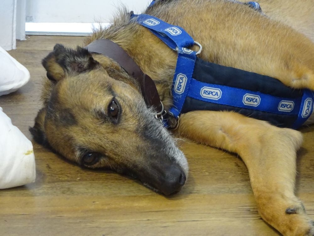 Gary was dubbed the RSPCA's 'loneliest dog'