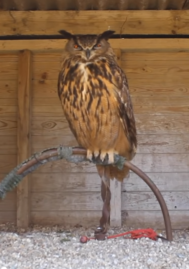 An owl tethered in a cage