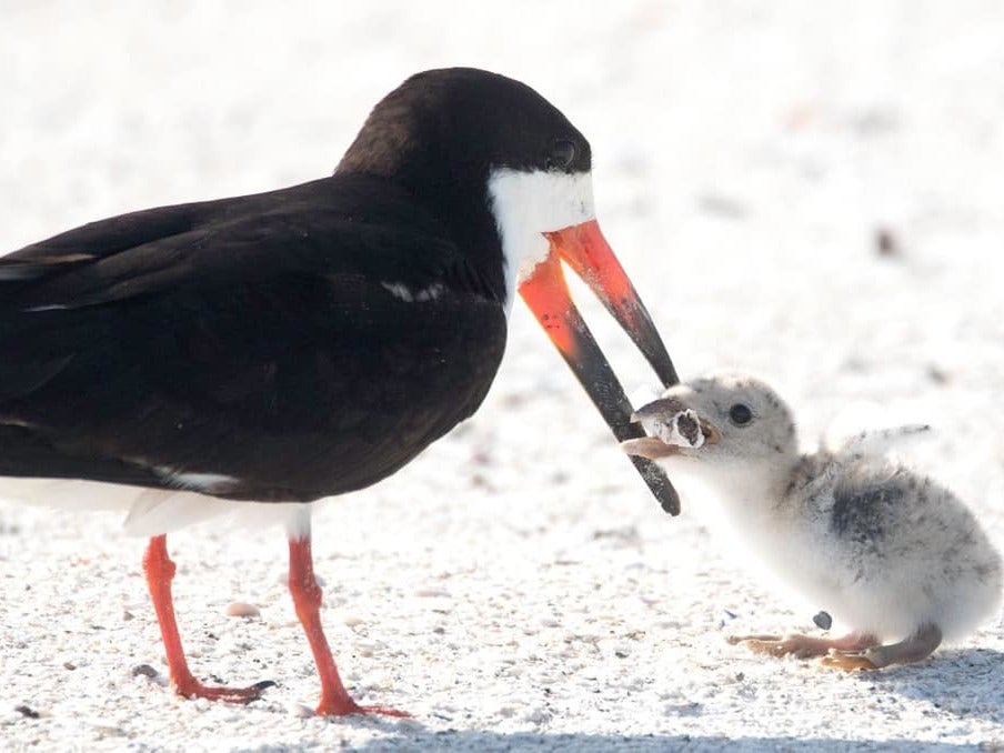 The photograph of the bird trying to feed its chick on a cigarette butt was described as heartbreaking