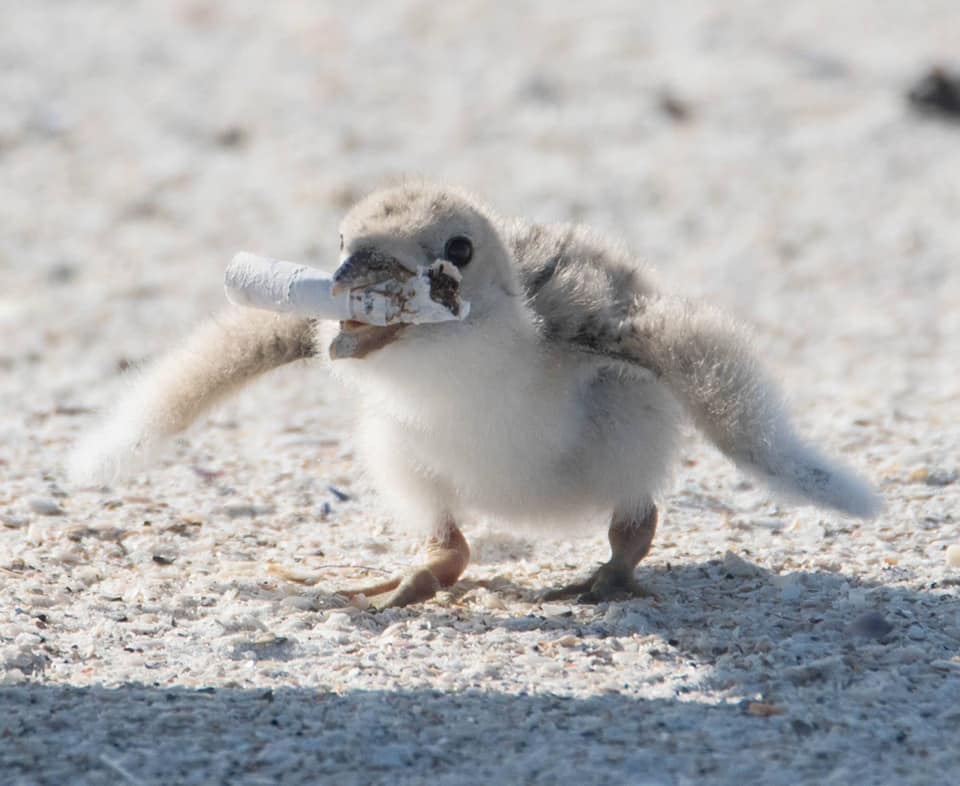 The chick held the butt sideways in its beak (Karen Catbird Mason/Facebook)