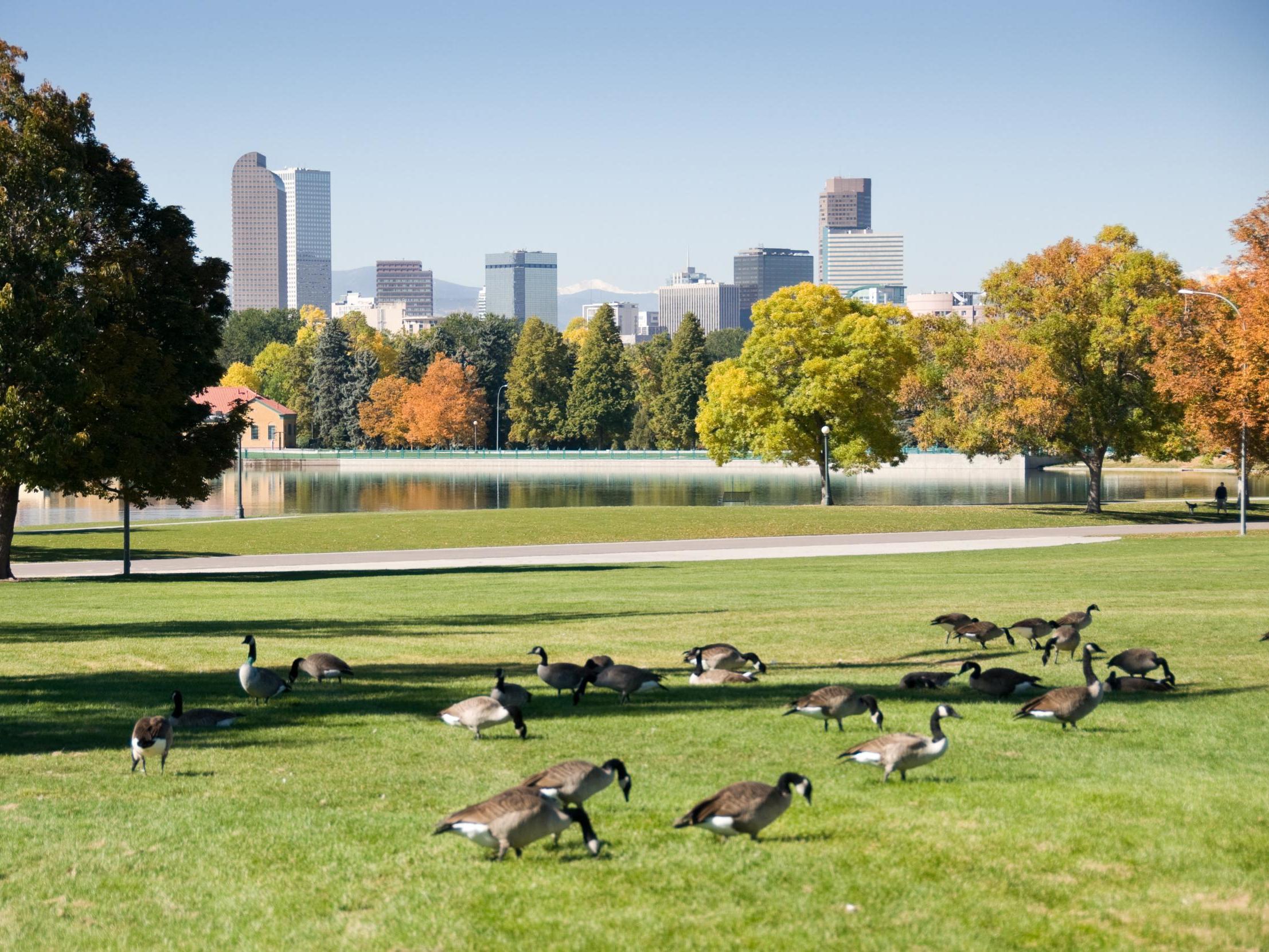 Around 5,000 geese live in the parks of Denver, Colorado, during summer