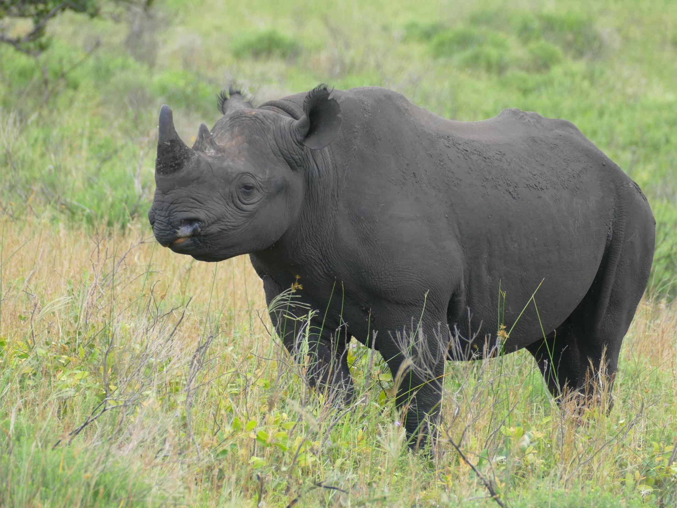 A black rhino in the iSamangaliso Wetland Park in South Africa