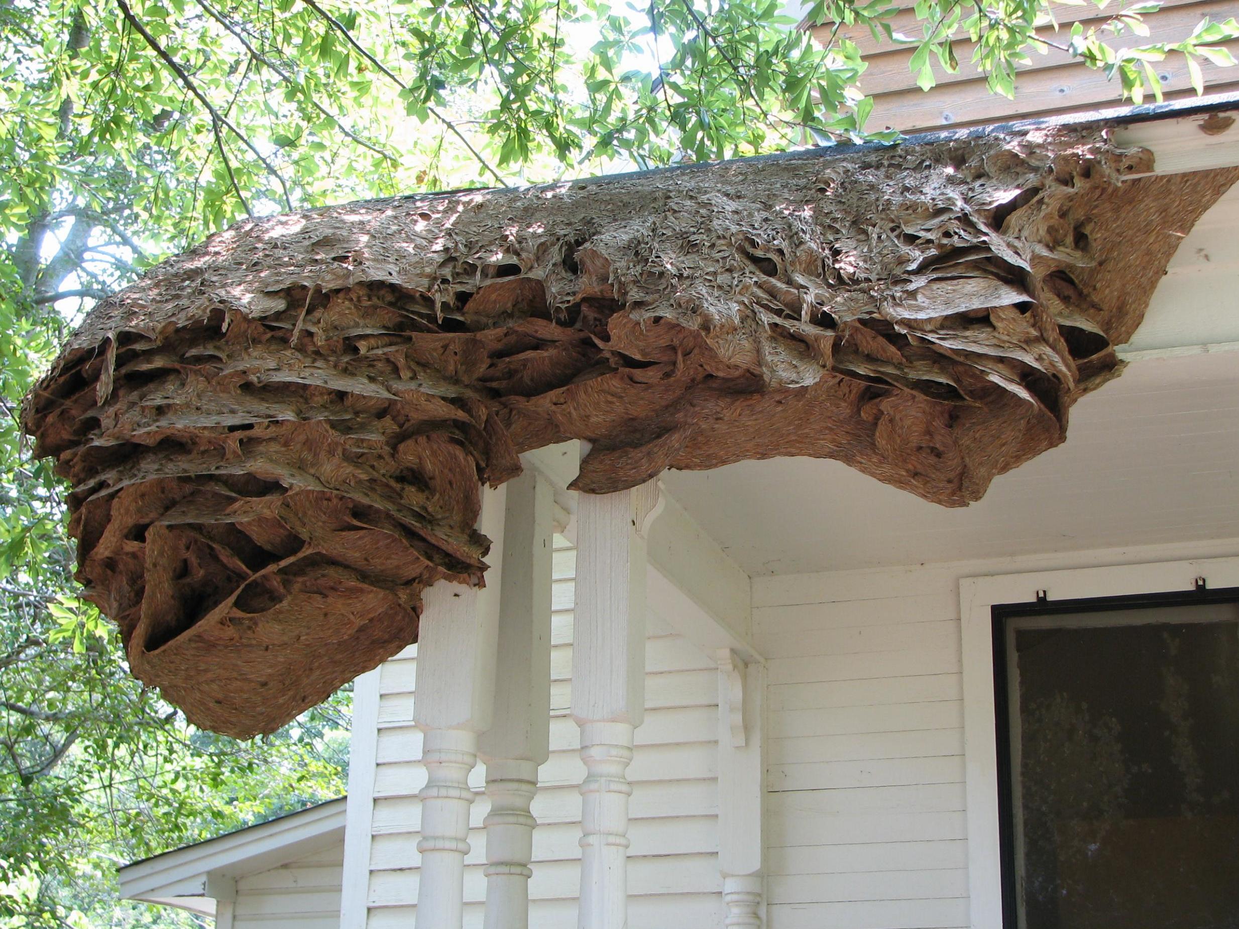 'Super' wasps nests, such as the one pictured above during a 2006 outbreak, are expected in in Alabama this summer