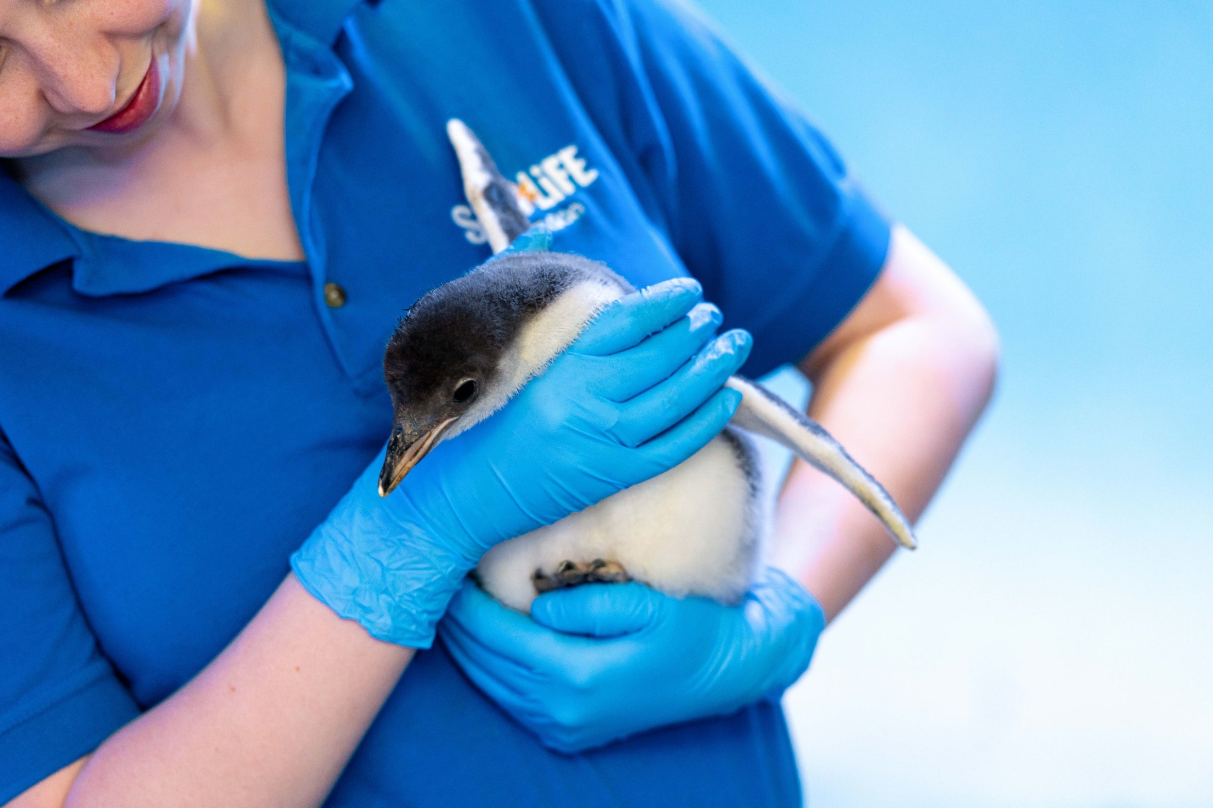 The gender and name of the chick is yet to be revealed