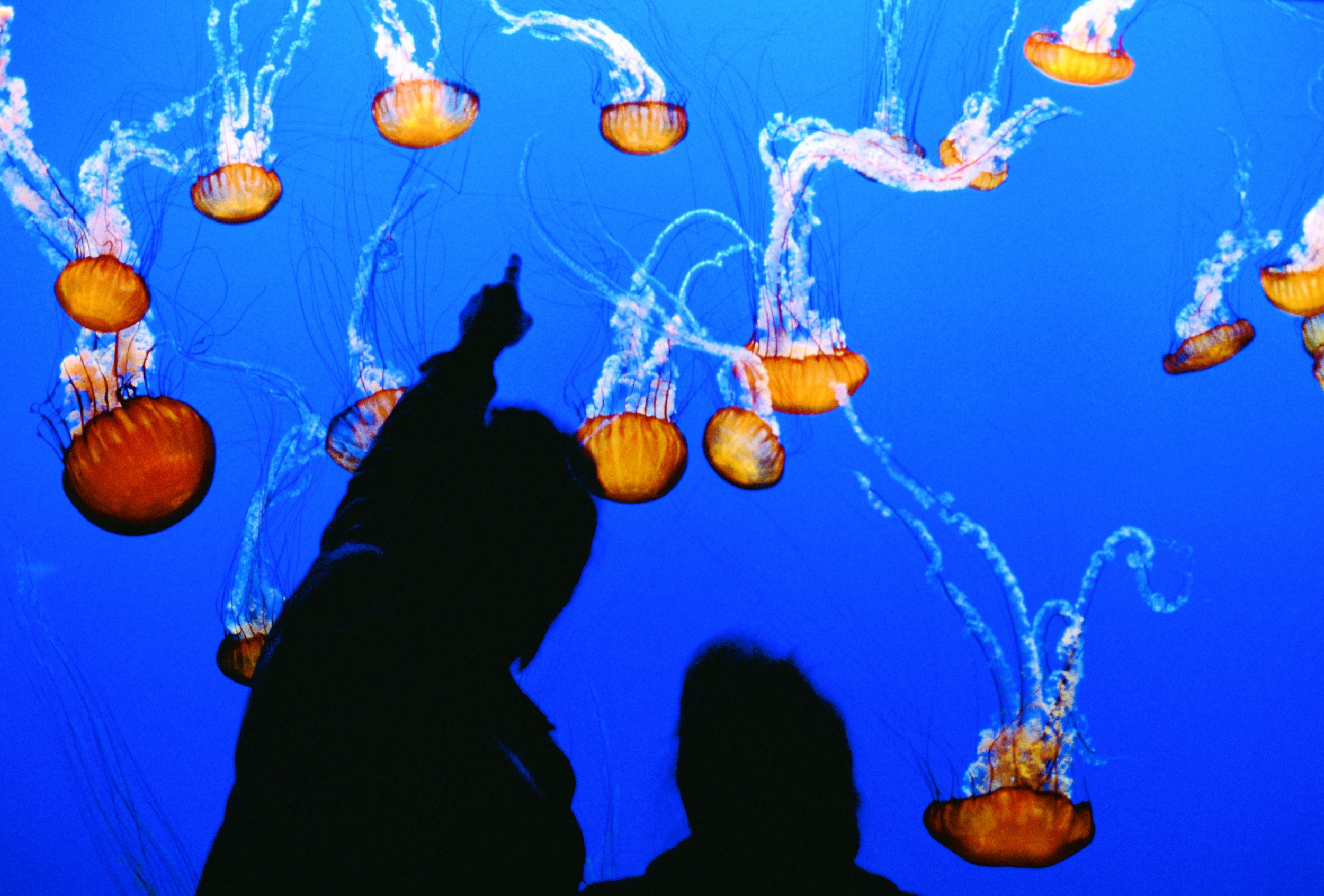 Monterey Bay Aquarium is one of the best in the world