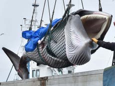 Whale meat fetches 'celebration prices' in Japan after first commercial hunt in 31 years