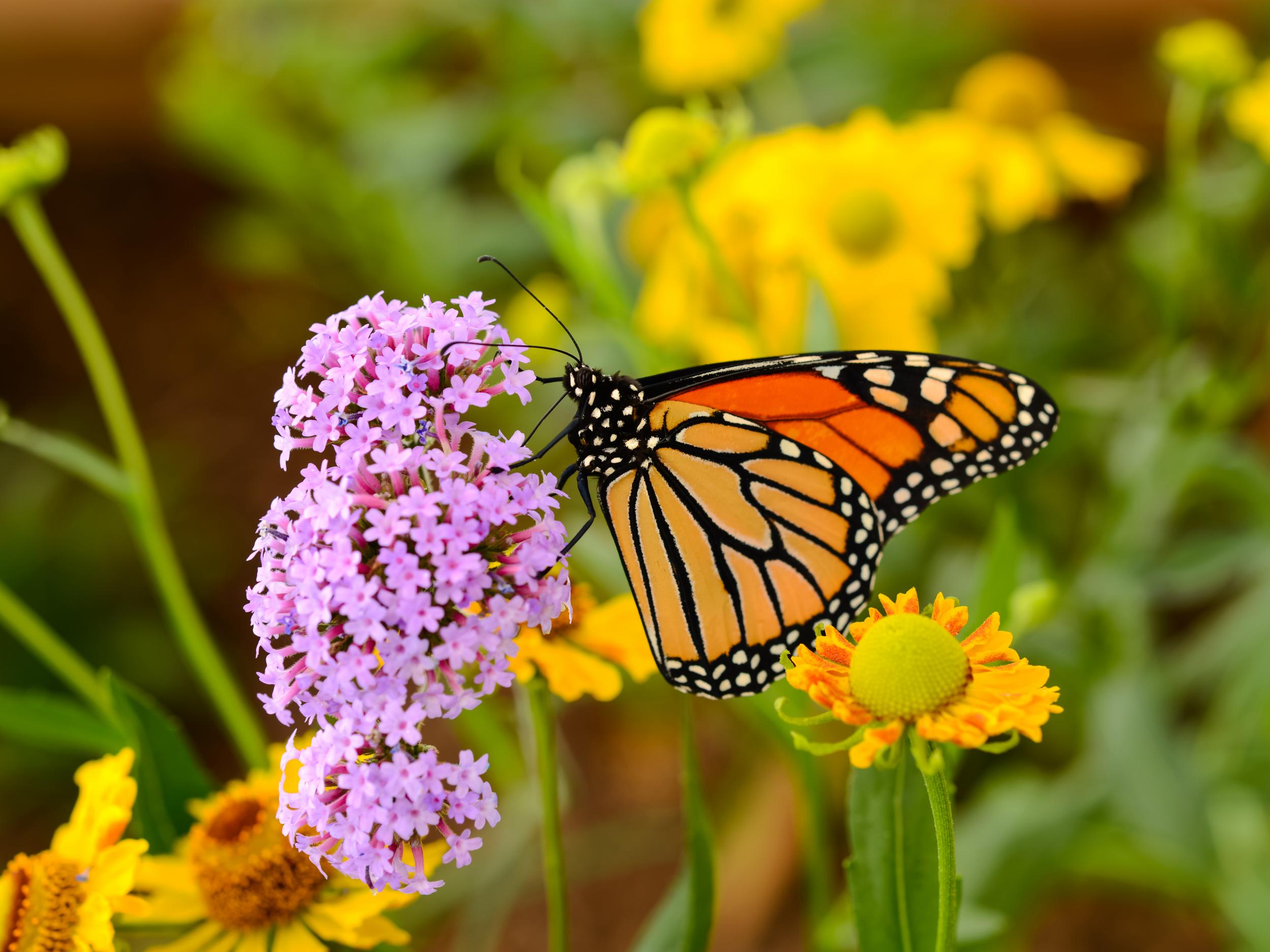 Lawnmowers are wiping out the plants butterflies rely on for laying their eggs