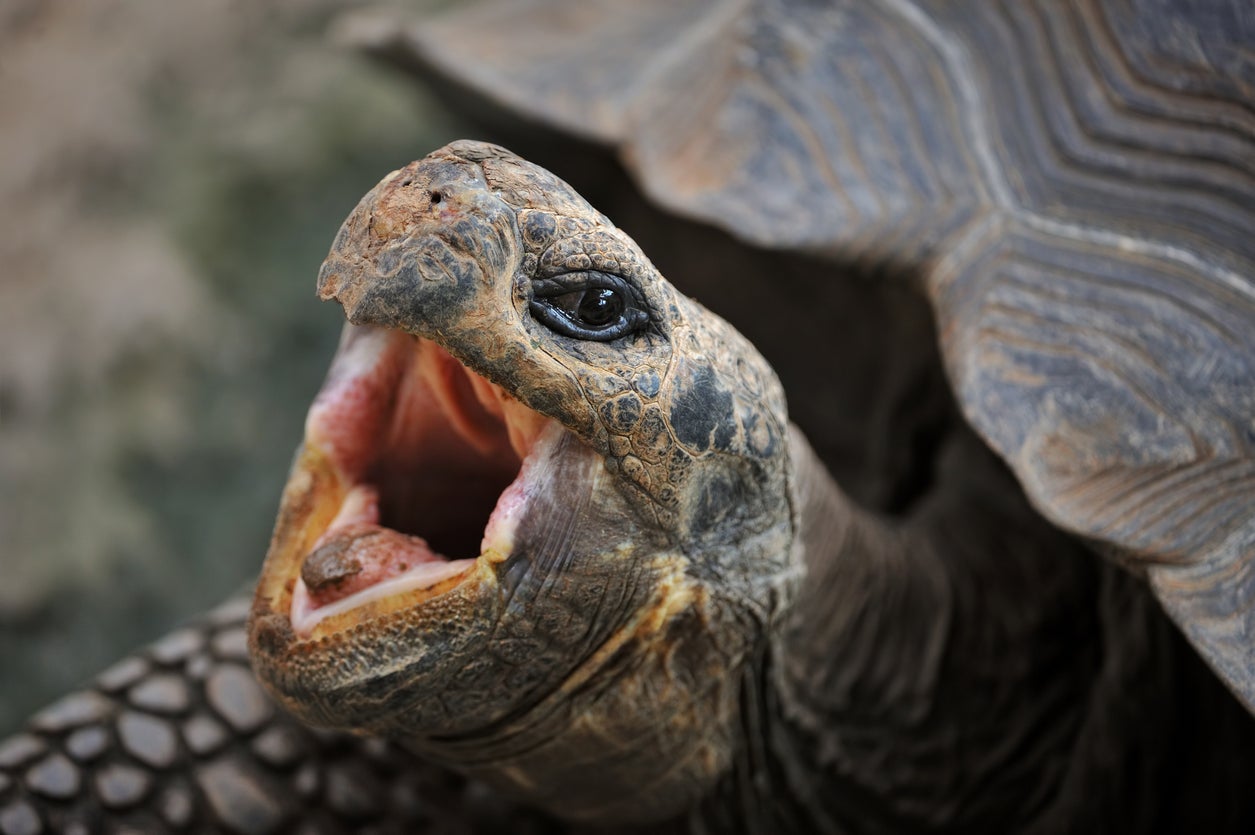 A turtle was spotted on an airport runway