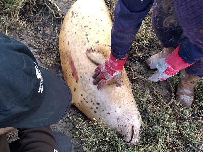 Two dead seals washed ashore in Essex were found to have been deliberately killed