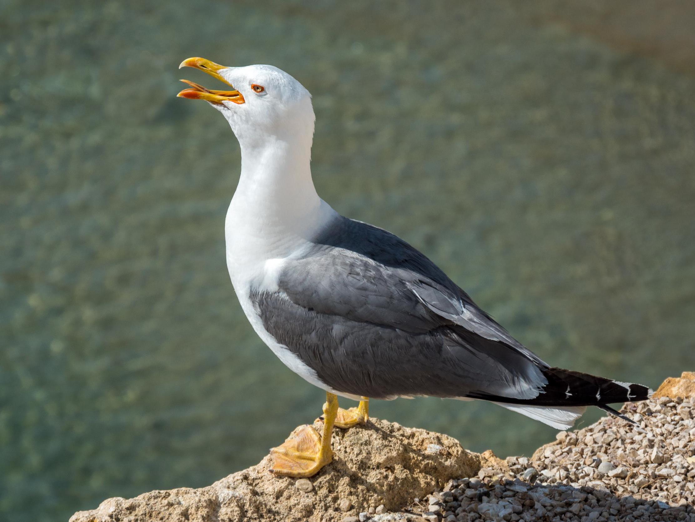 At least five gulls were left 'dying in the road', the RSPCA said