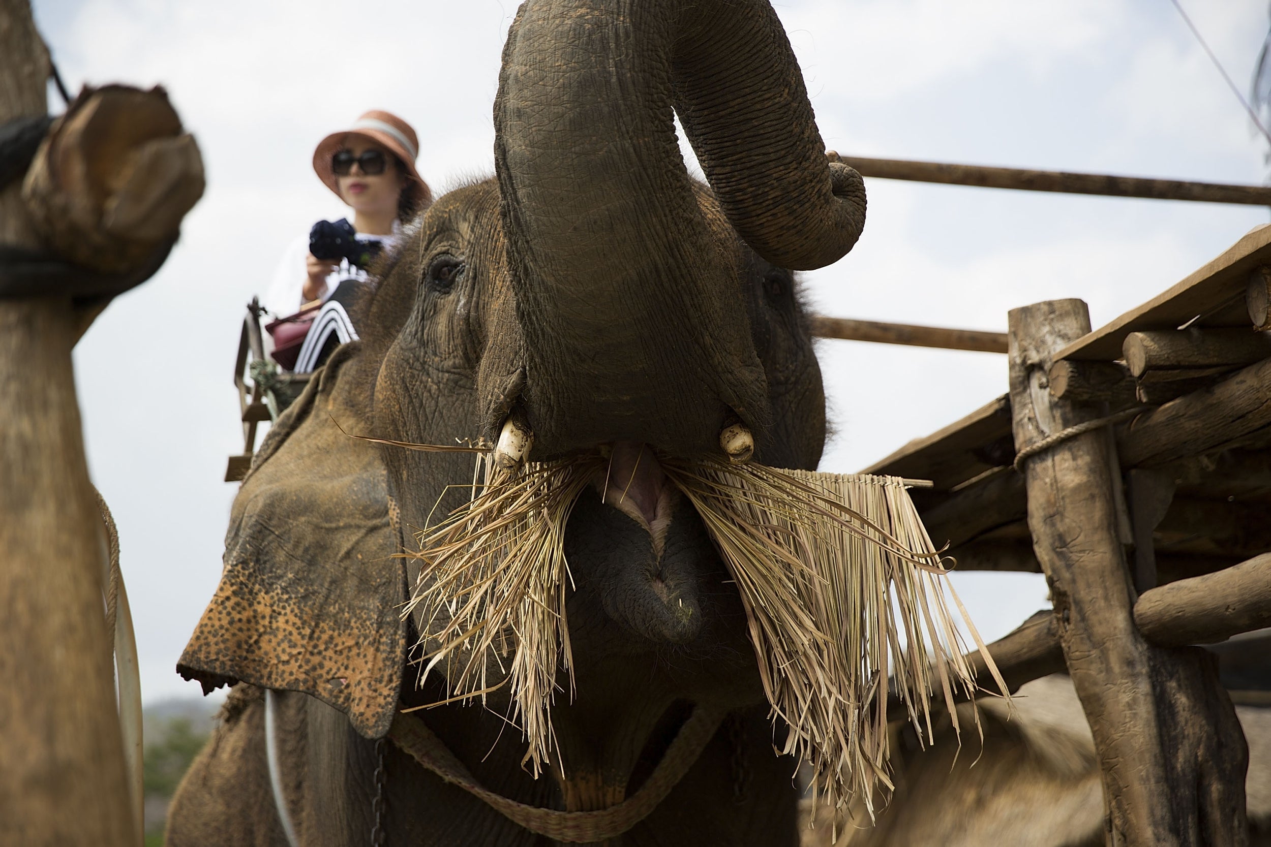 Riding should take place in a natural setting where the elephant can forage on the way