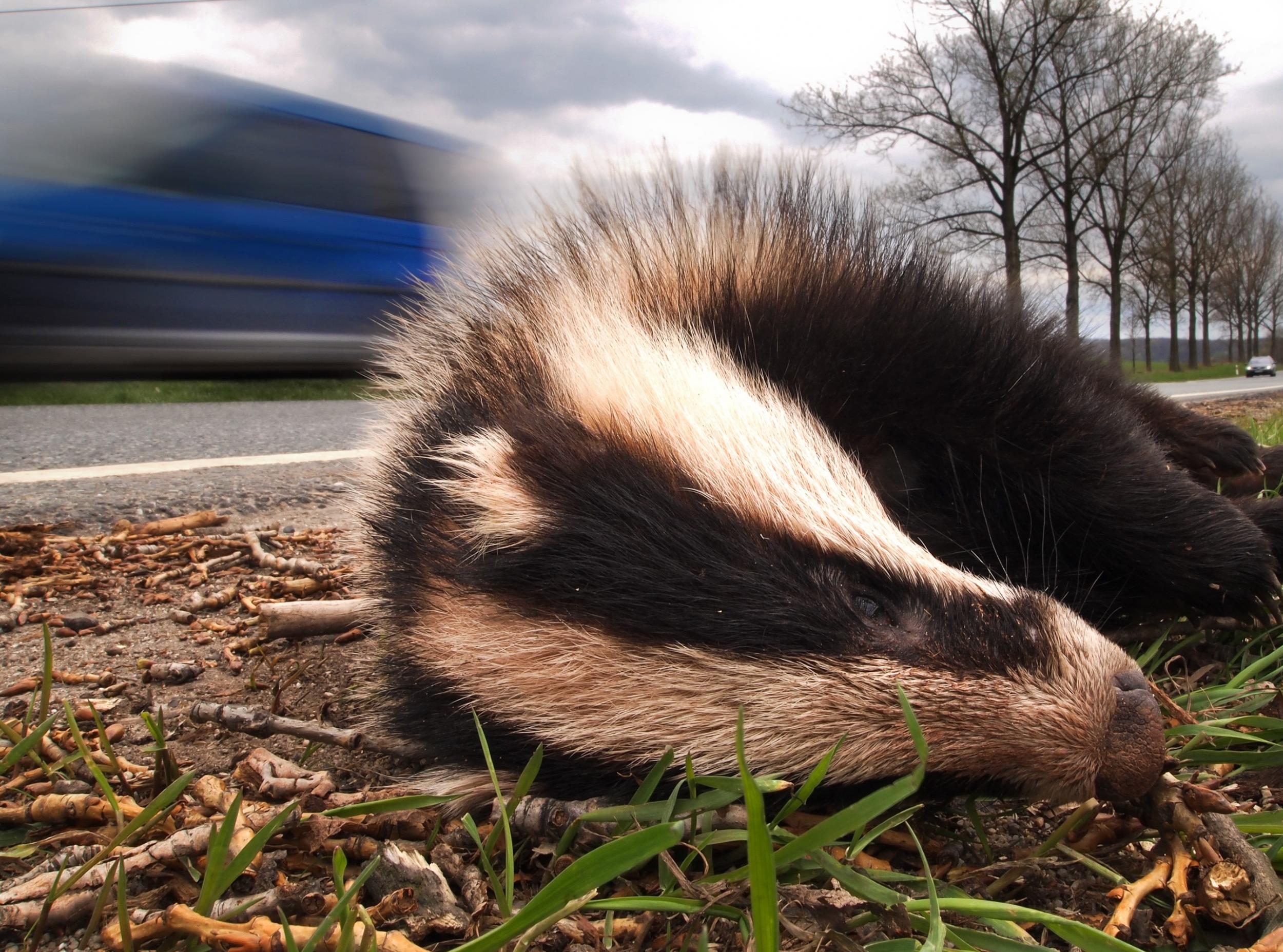 Only pheasants are reported more frequently as casualties of Britain's roads