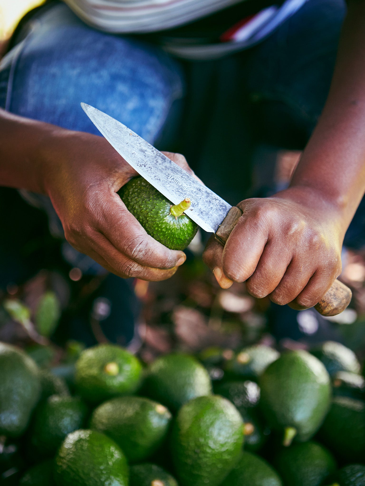 One of Kimathi’s biggest sources of income is his avocados; one tree produces around 500 fruits a year